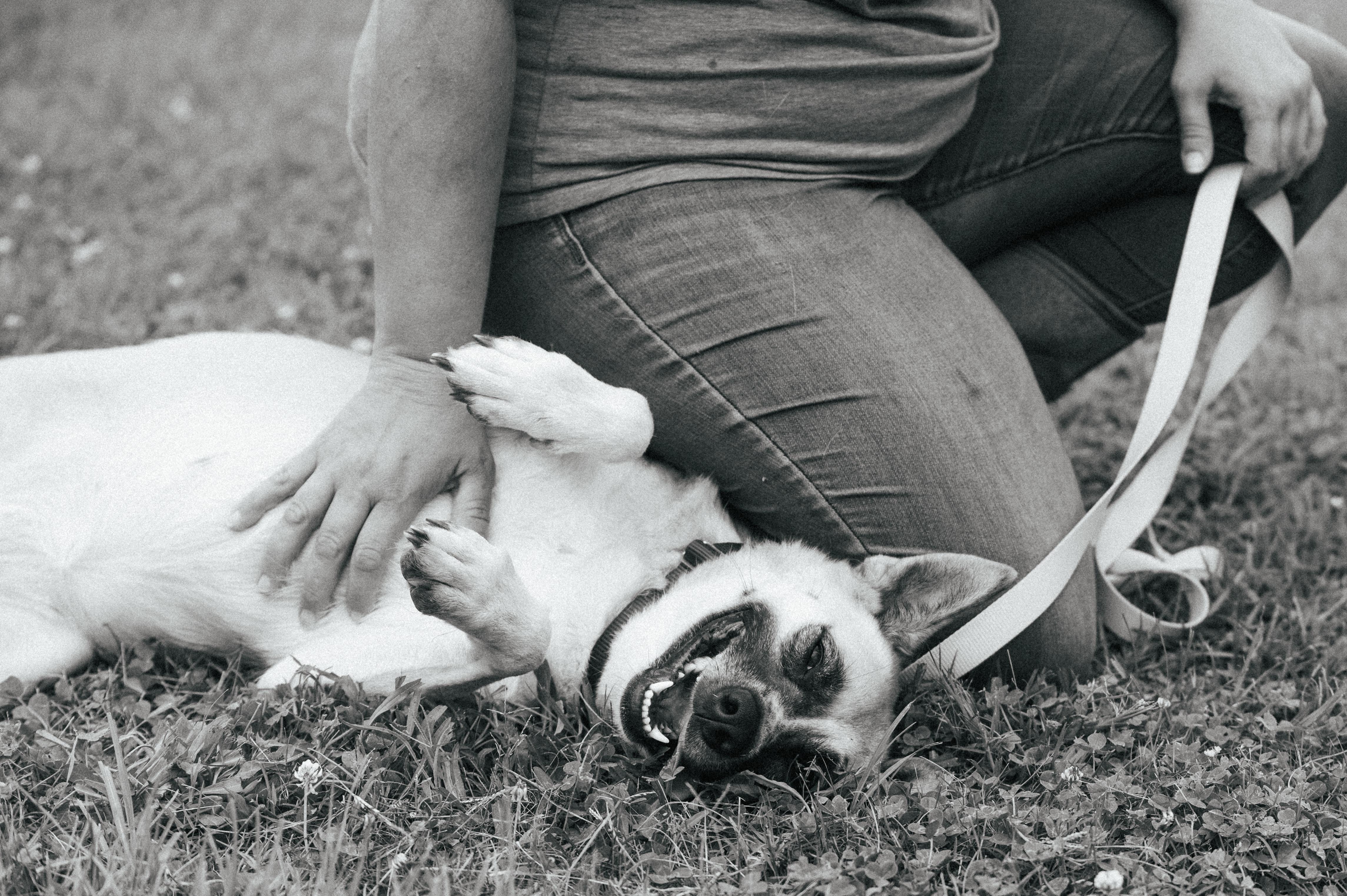 Enlarge Amelia-CO, an adopted mixed breed in Denver, CO image 4/4
