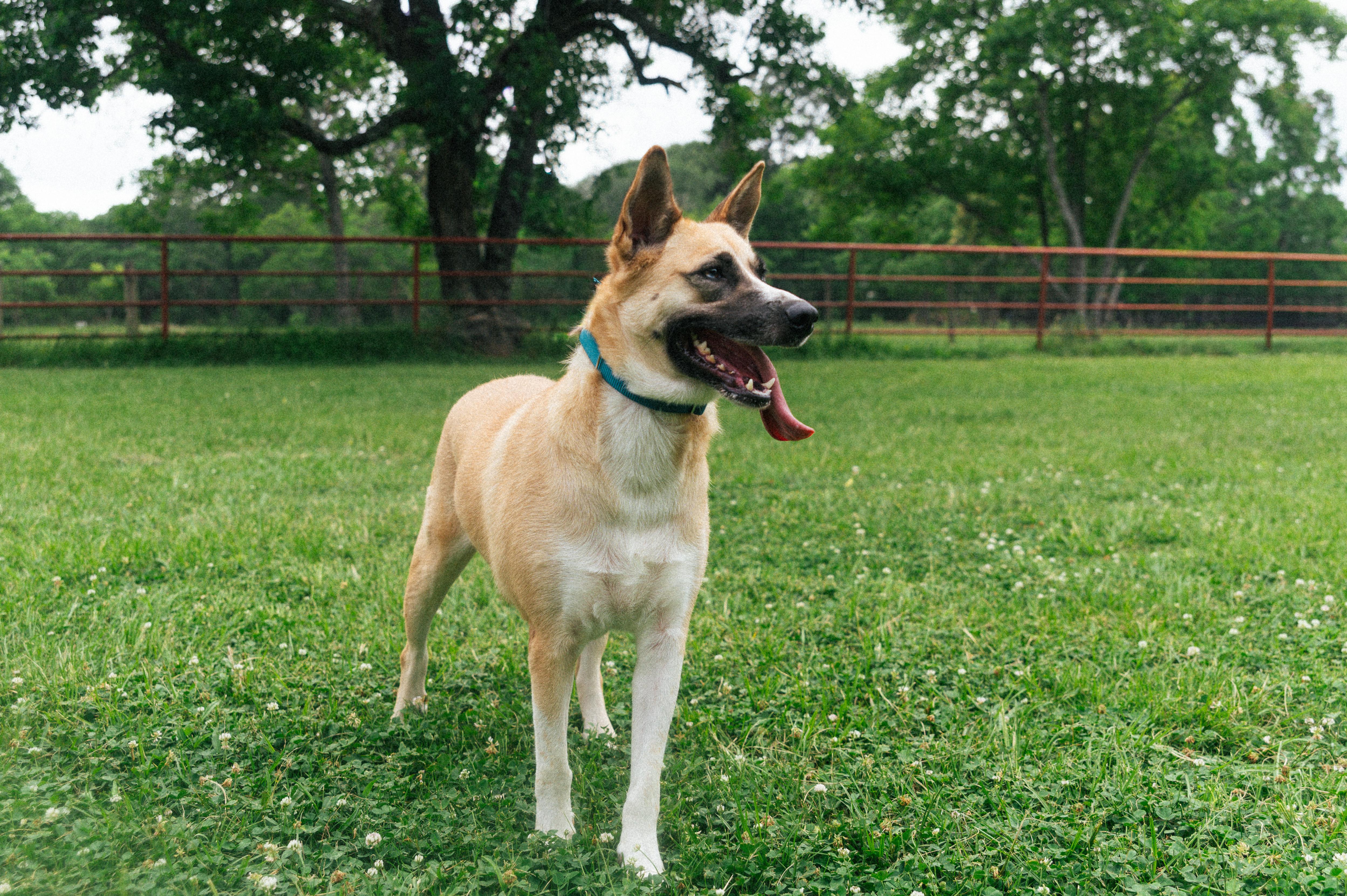 Enlarge Amelia-CO, an adopted mixed breed in Denver, CO image 3/4