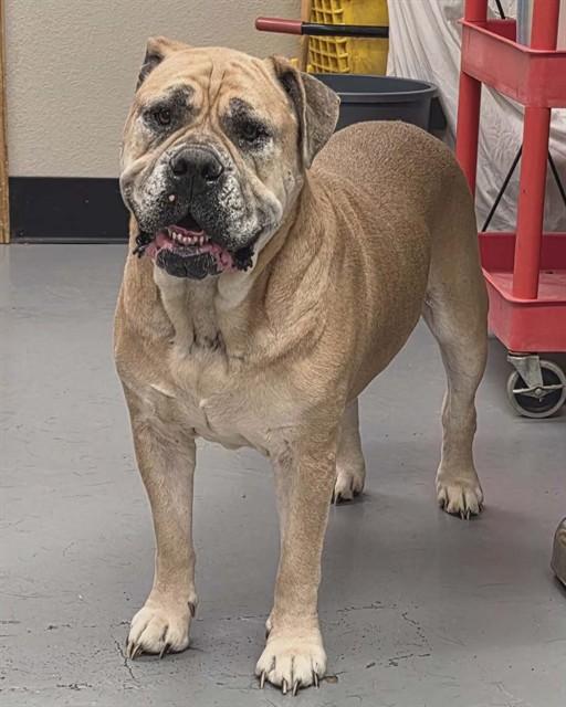 Enlarge Odessa, a ADOPTABLE Bullmastiff in Phoenix, OR image 3/3