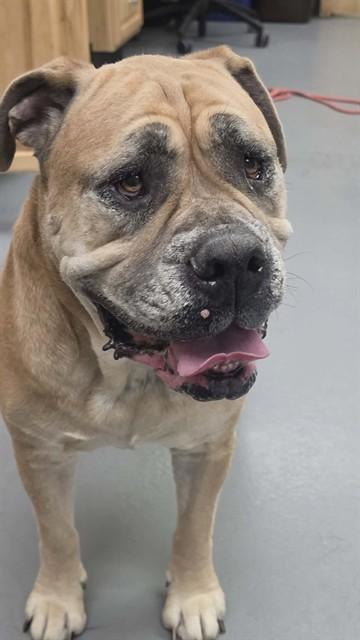 Enlarge Odessa, a ADOPTABLE Bullmastiff in Phoenix, OR image 2/3
