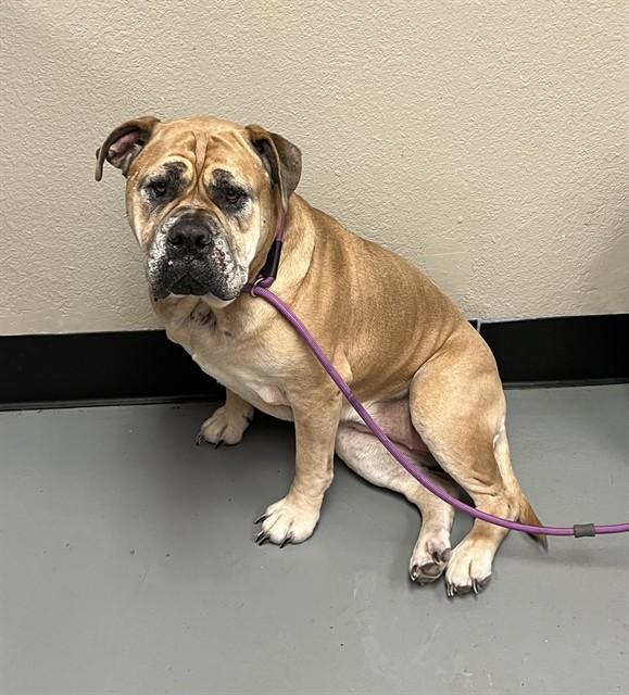 Odessa, ADOPTABLE, Adult Female Bullmastiff.