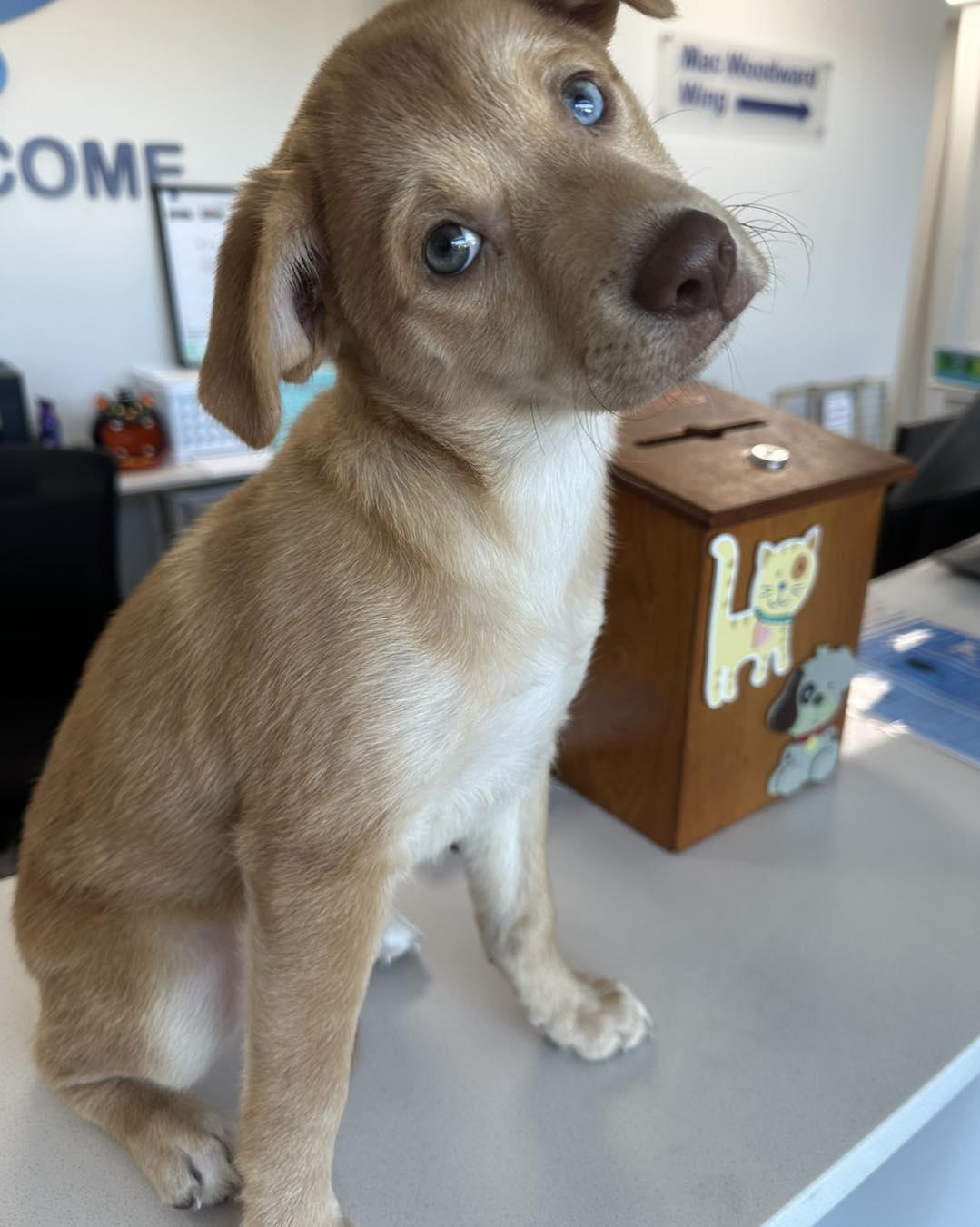 Enlarge Marbles, a Adopted mixed breed in Huntsville , TX image 1/1