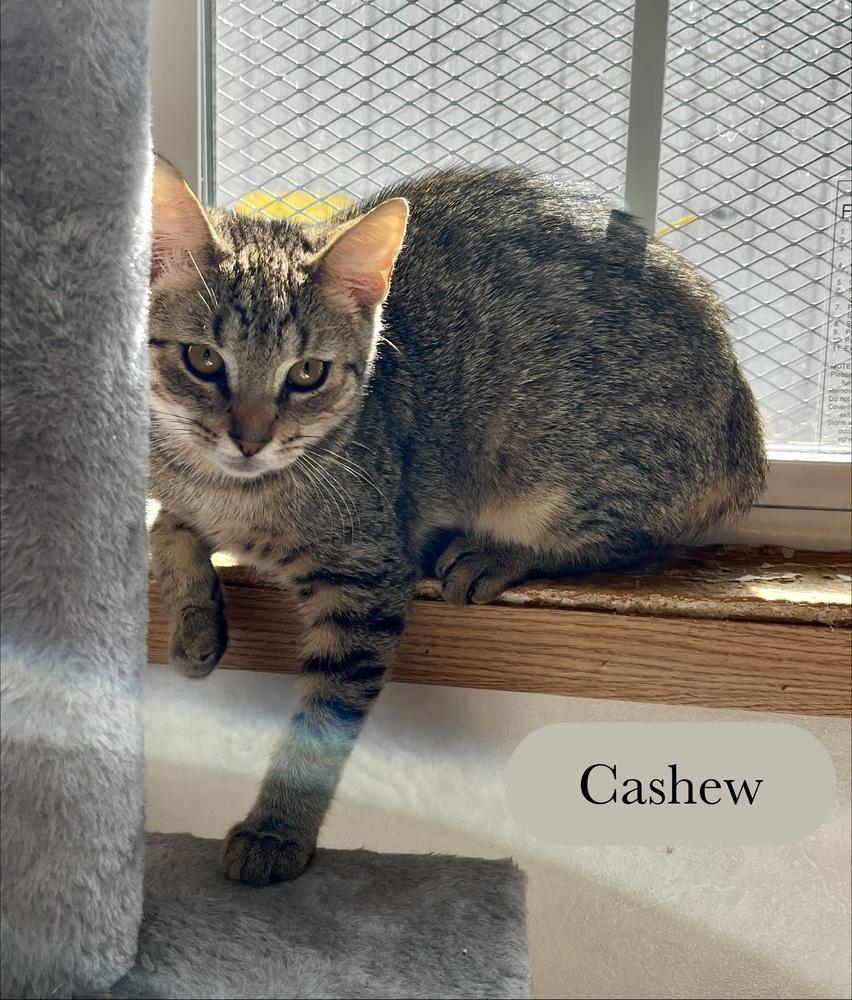 Enlarge Cashew, a Adoptable Domestic Short Hair in Chalfont, PA image 1/5