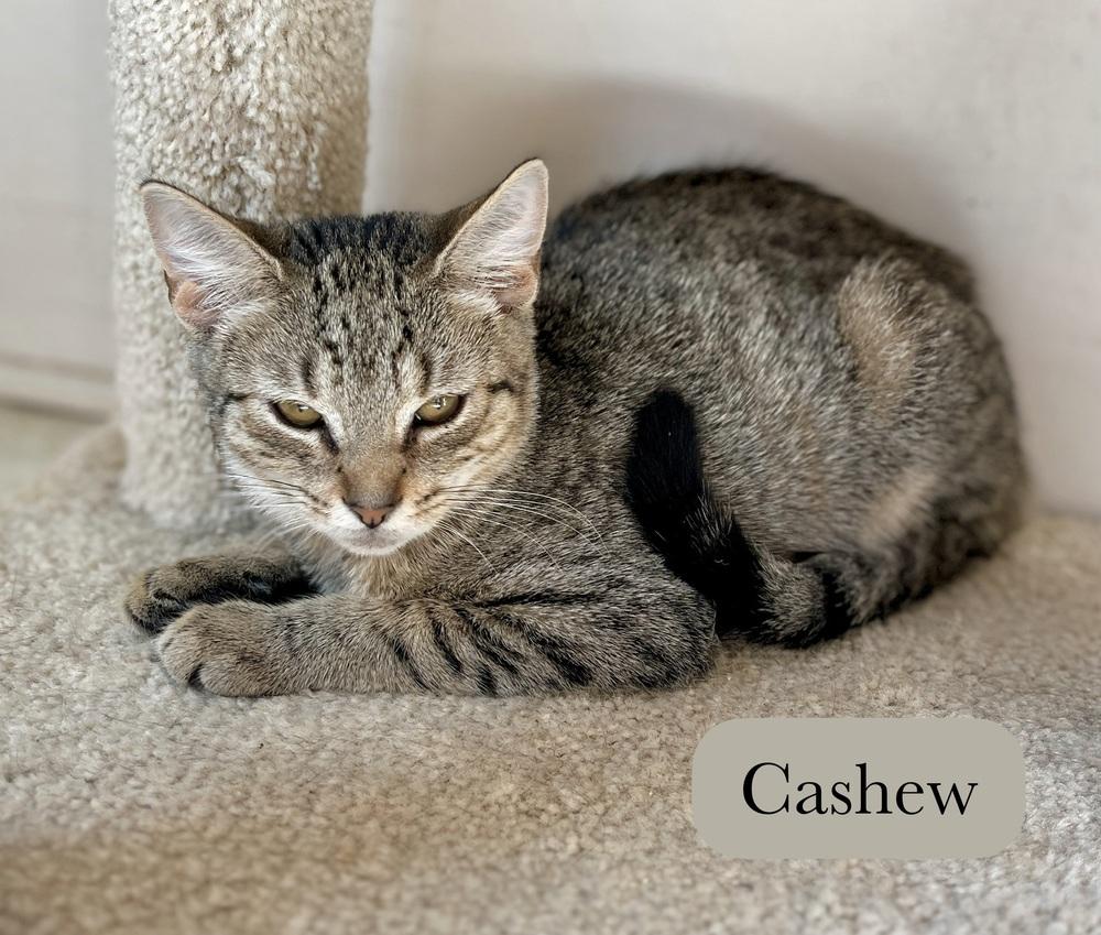 Enlarge Cashew, a Adoptable Domestic Short Hair in Chalfont, PA image 2/5