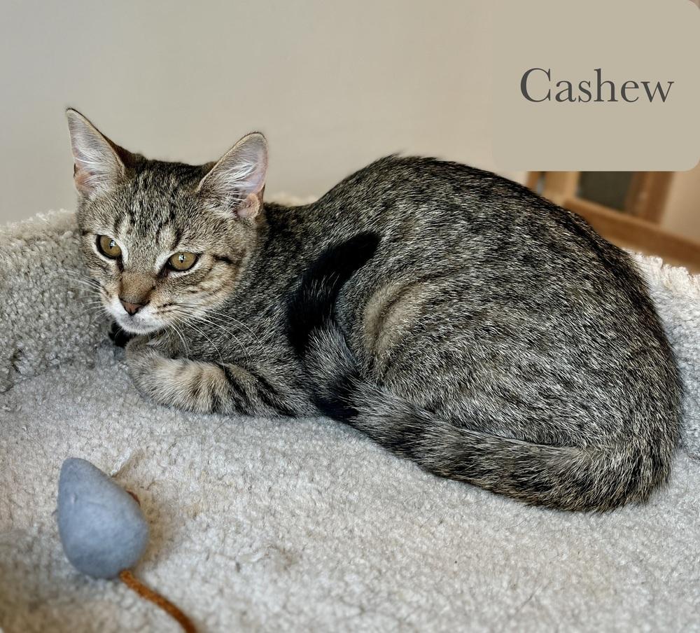 Enlarge Cashew, a Adoptable Domestic Short Hair in Chalfont, PA image 3/5