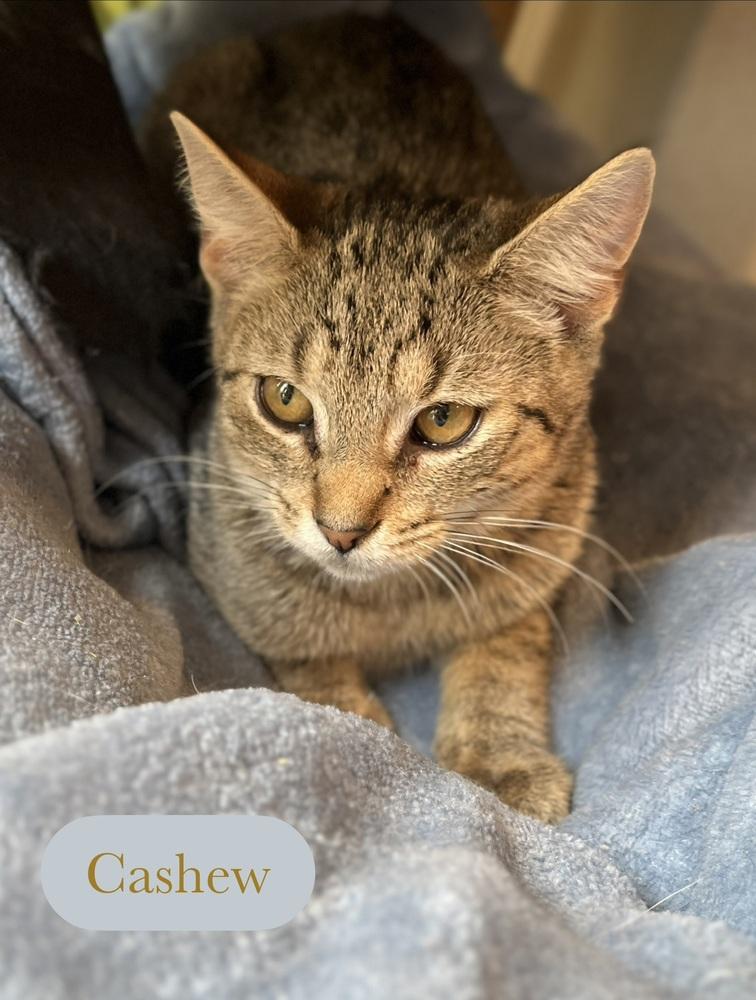 Enlarge Cashew, a Adoptable Domestic Short Hair in Chalfont, PA image 4/5