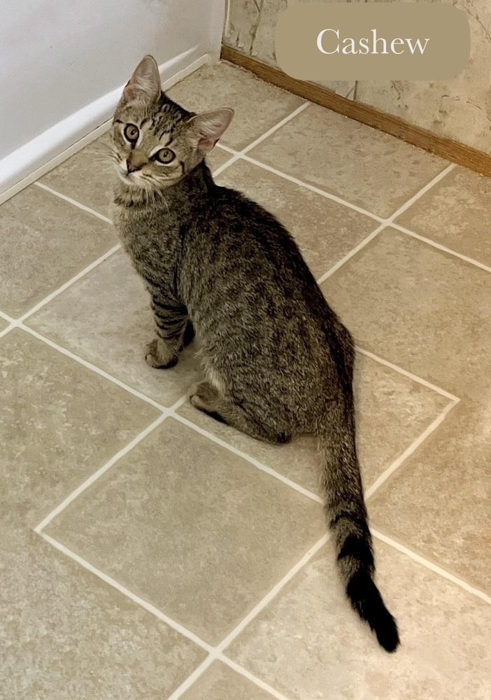 Enlarge Cashew, a Adoptable Domestic Short Hair in Chalfont, PA image 5/5