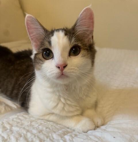 Enlarge Mimi, a Adoptable Domestic Short Hair in Greenbelt, MD image 1/1