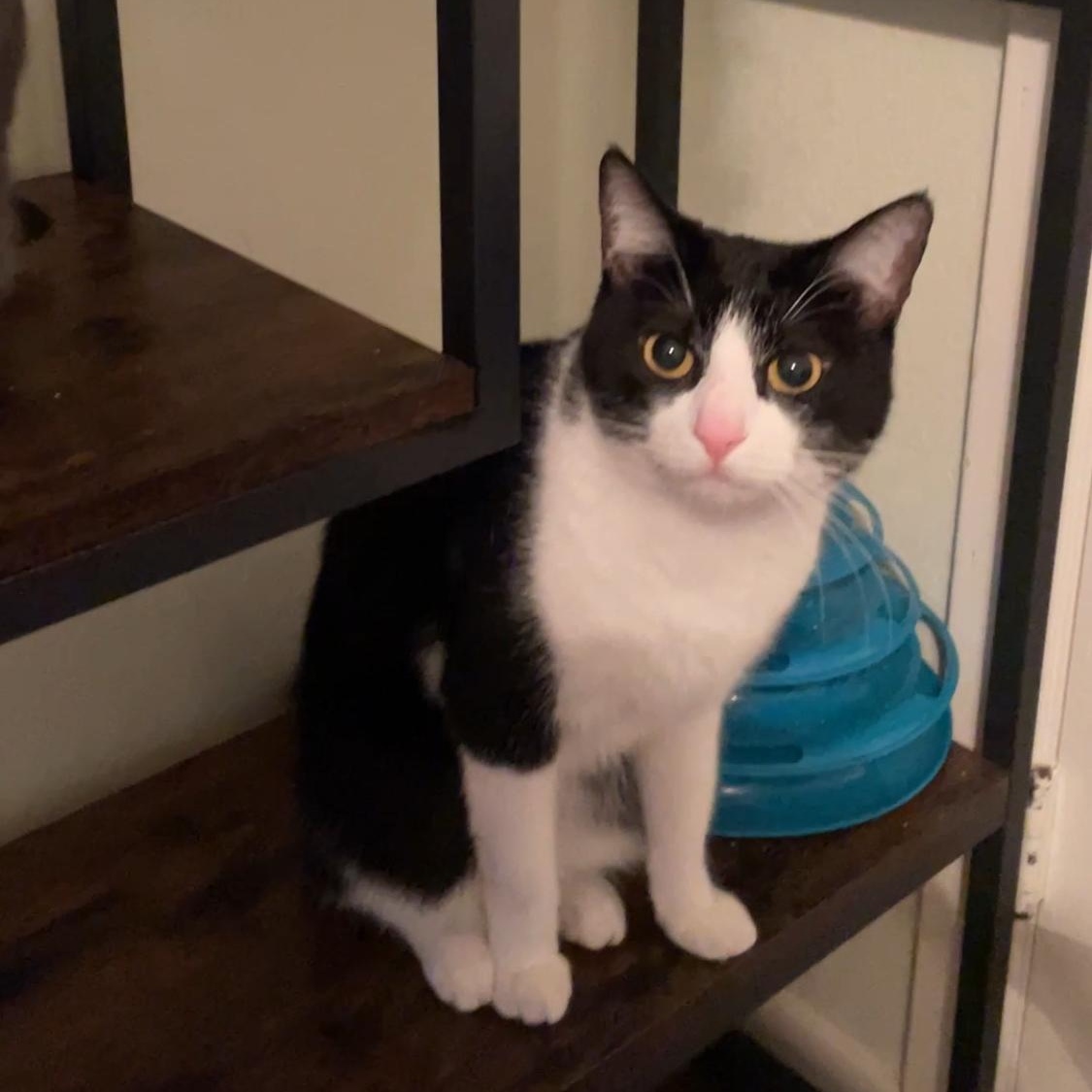 Emperor, Adoptable, Adult Male Domestic Short Hair.