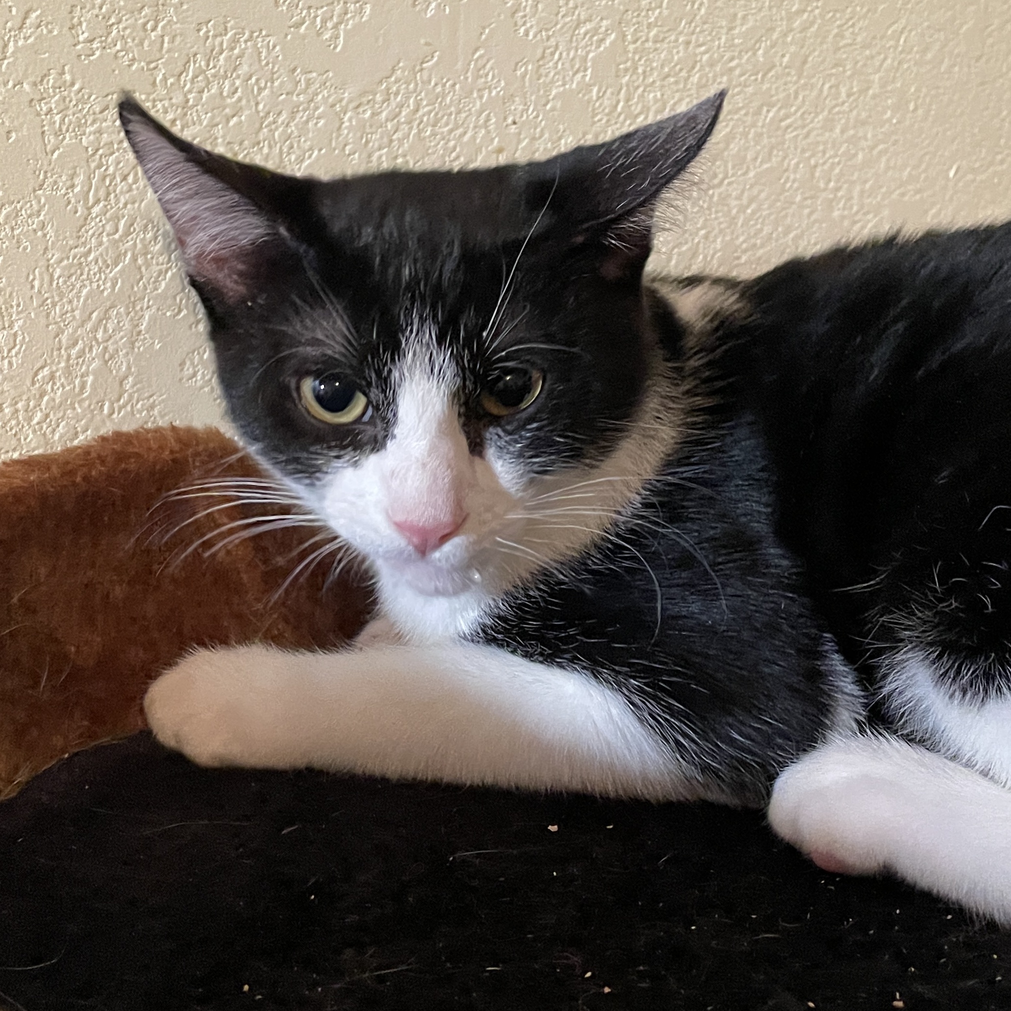 Enlarge Emperor, a Adoptable Domestic Short Hair in Bryan, TX image 4/4