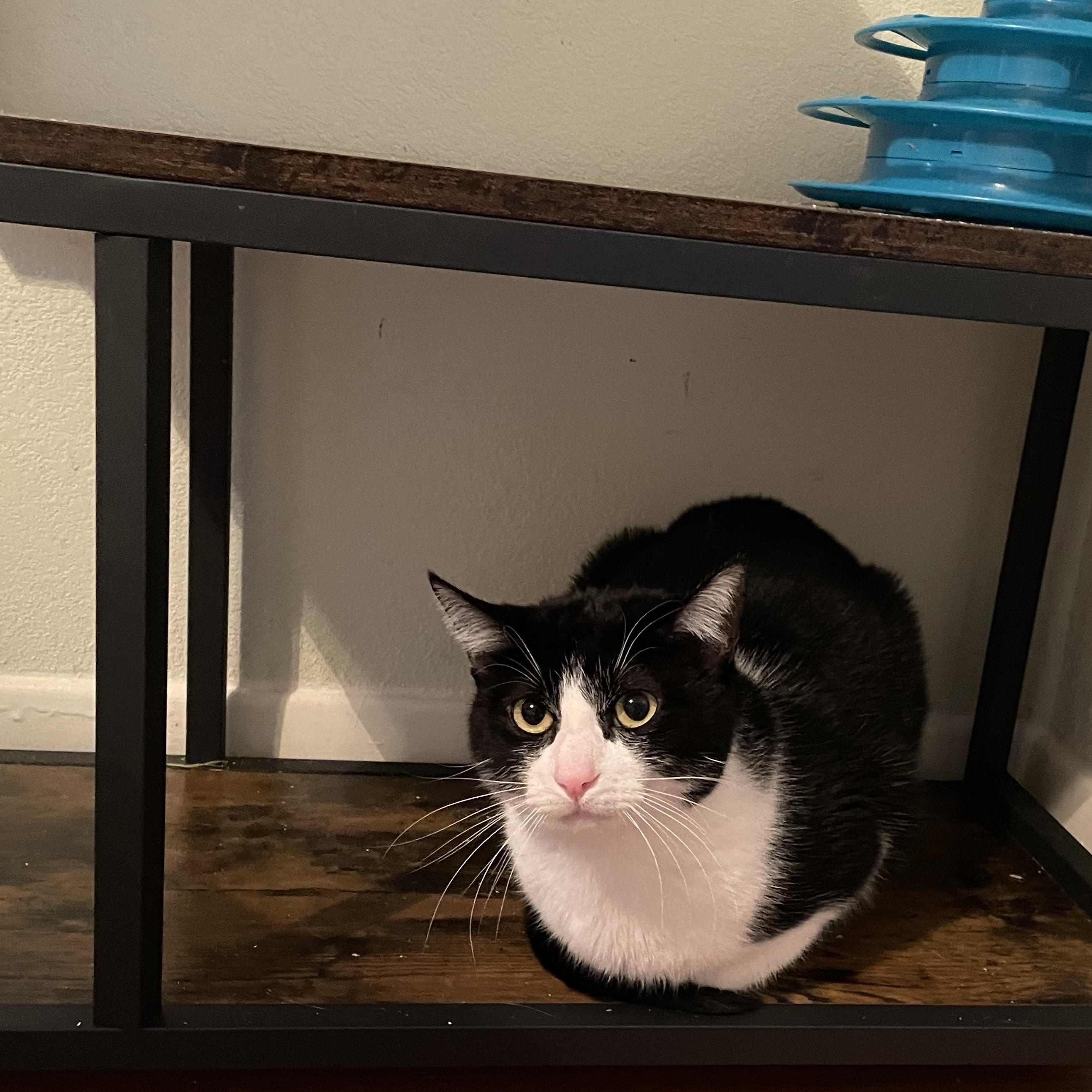 Enlarge Emperor, a Adoptable Domestic Short Hair in Bryan, TX image 2/4