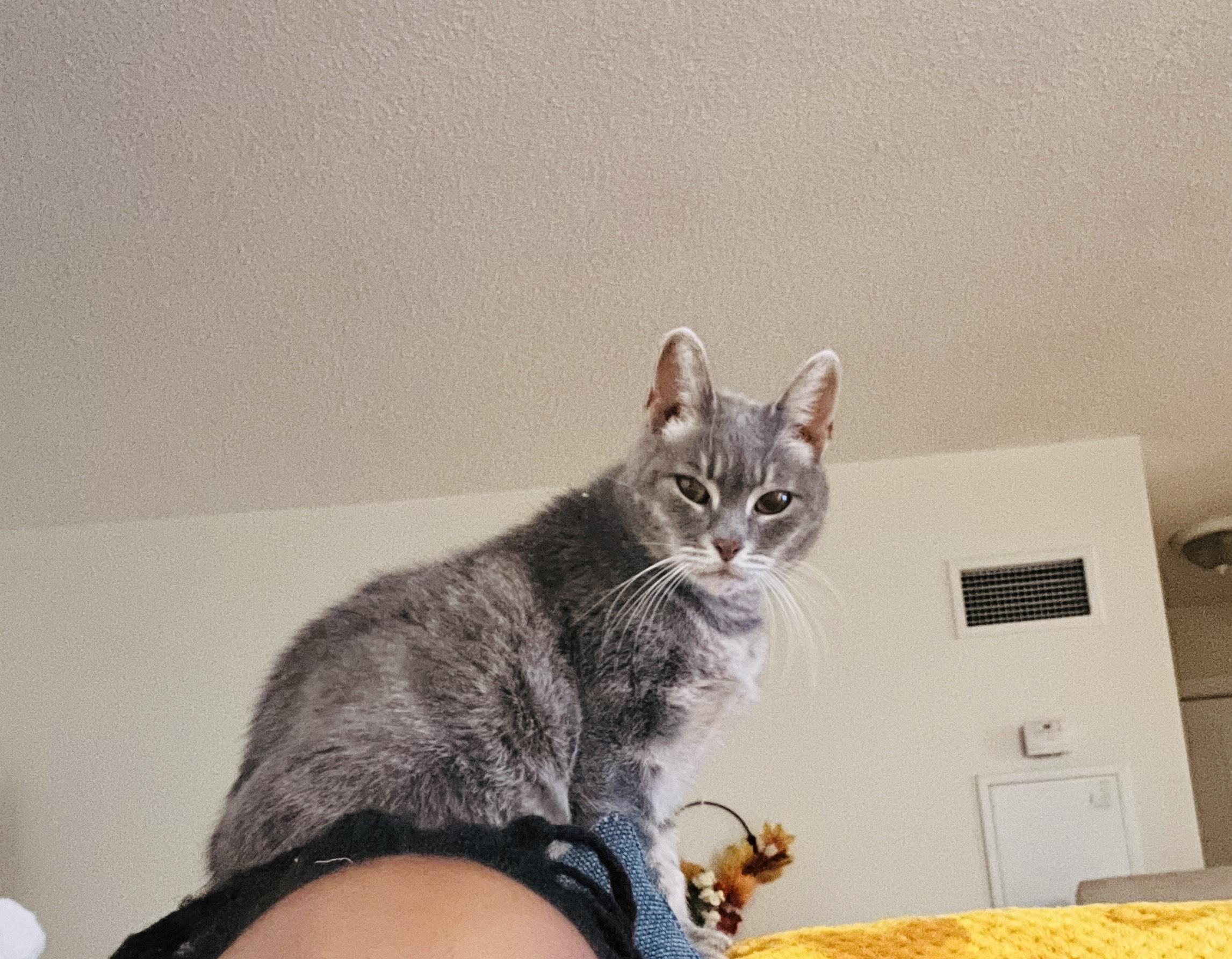 Stormy, Adoptable, Senior Female Domestic Short Hair.