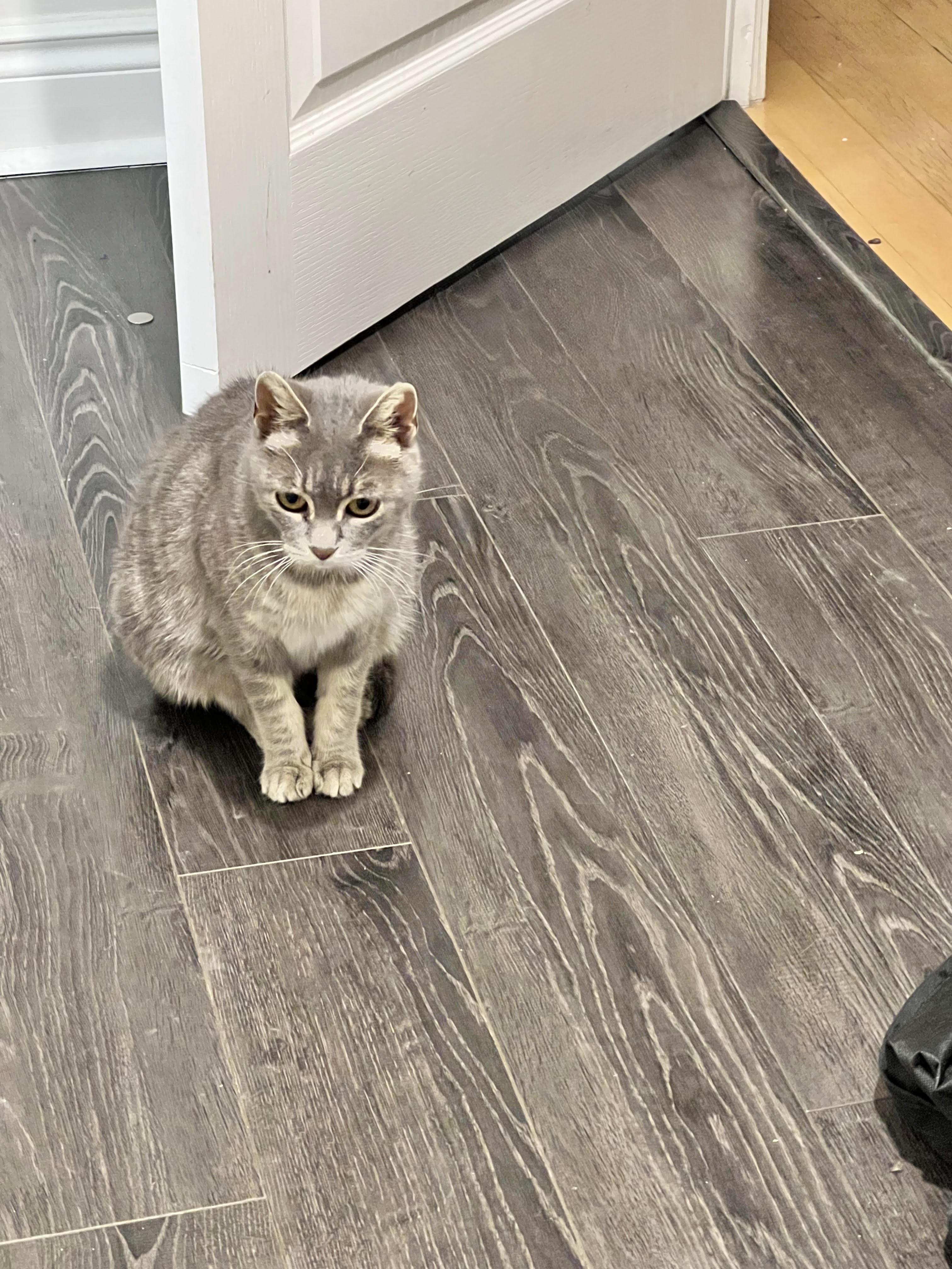 Stormy, Adoptable, Senior Female Domestic Short Hair.