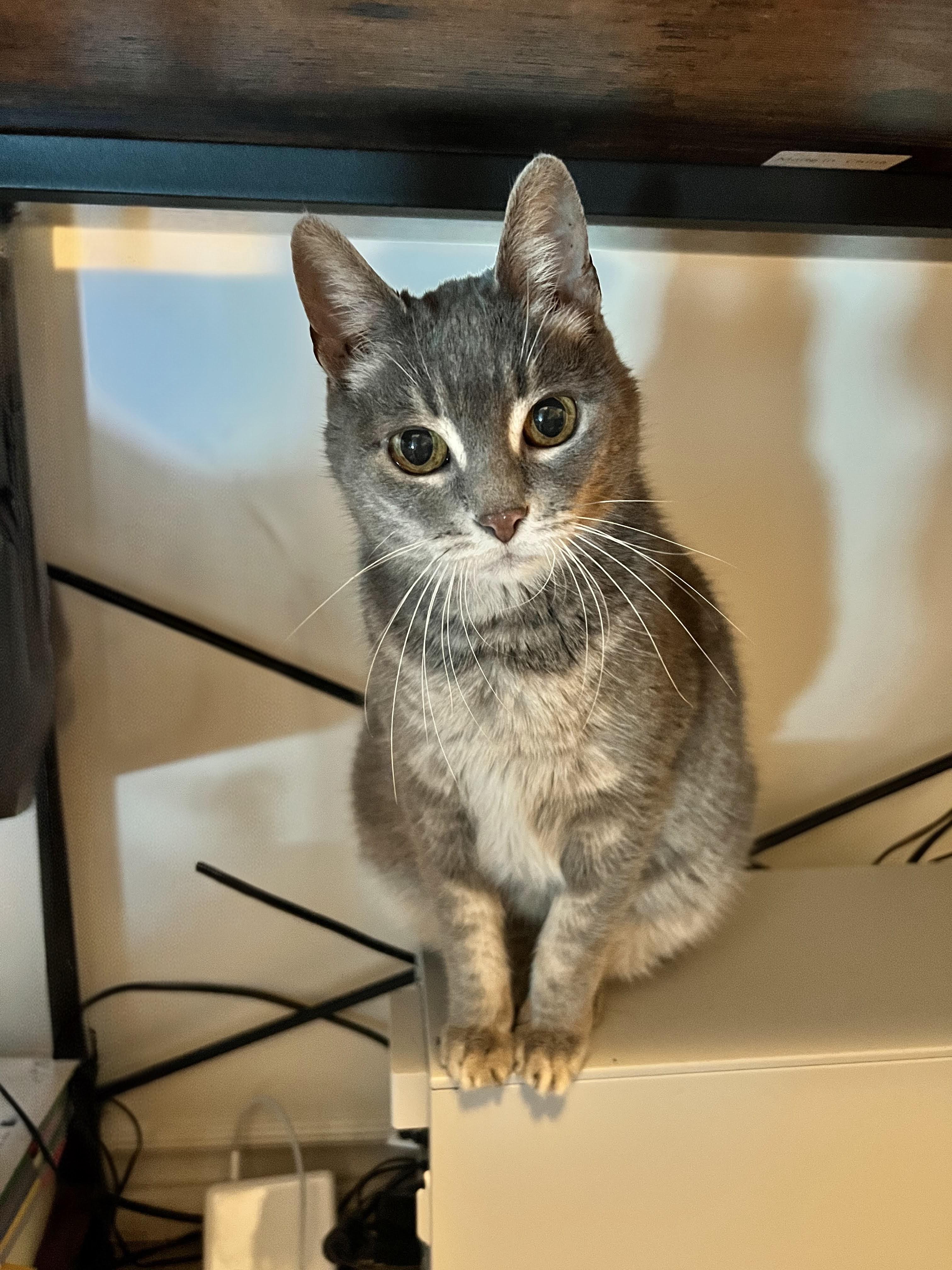 Stormy, a Adoptable Domestic Short Hair in Toronto, ON image 3/4