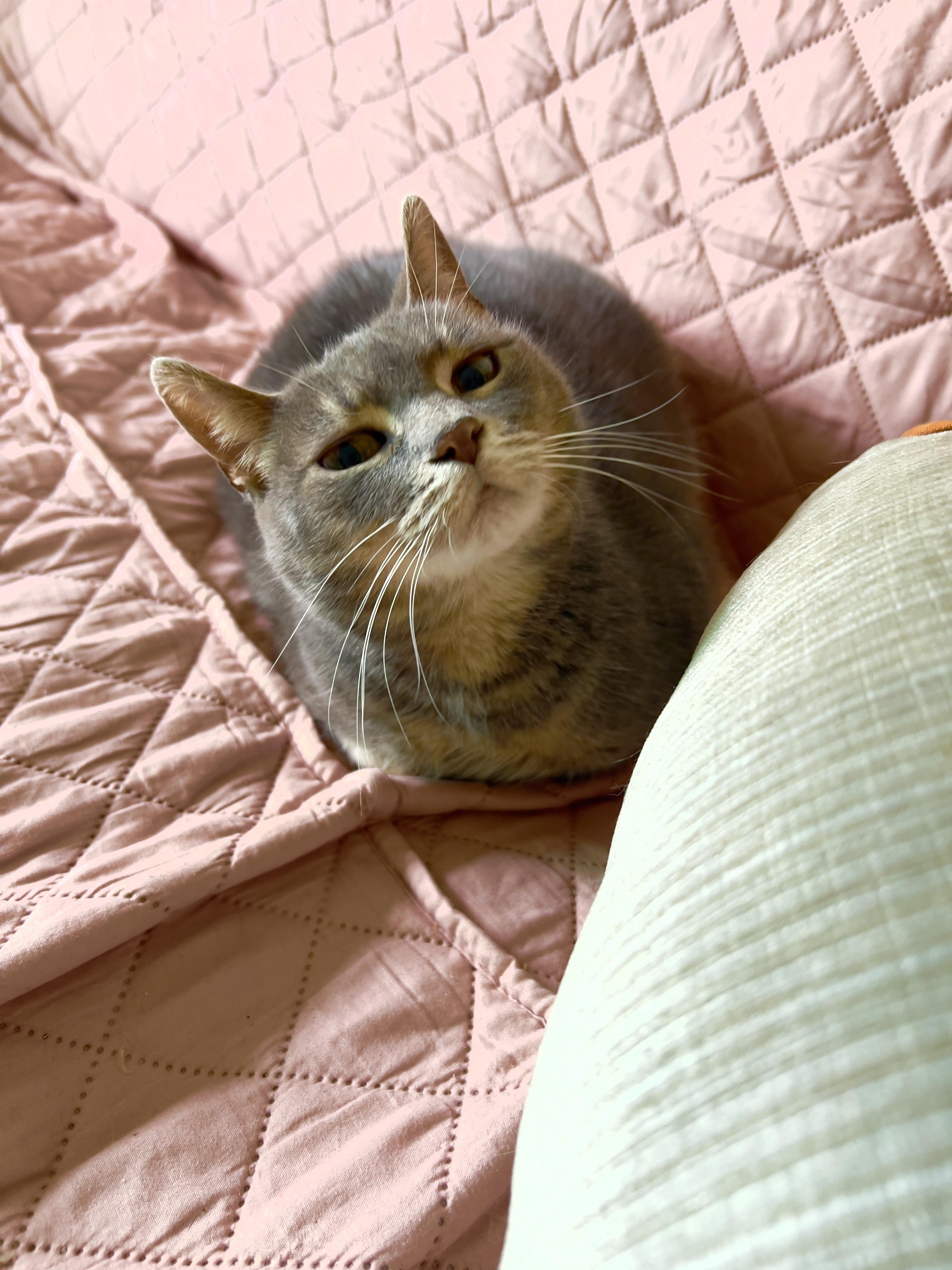 Stormy, a Adoptable Domestic Short Hair in Toronto, ON image 4/4