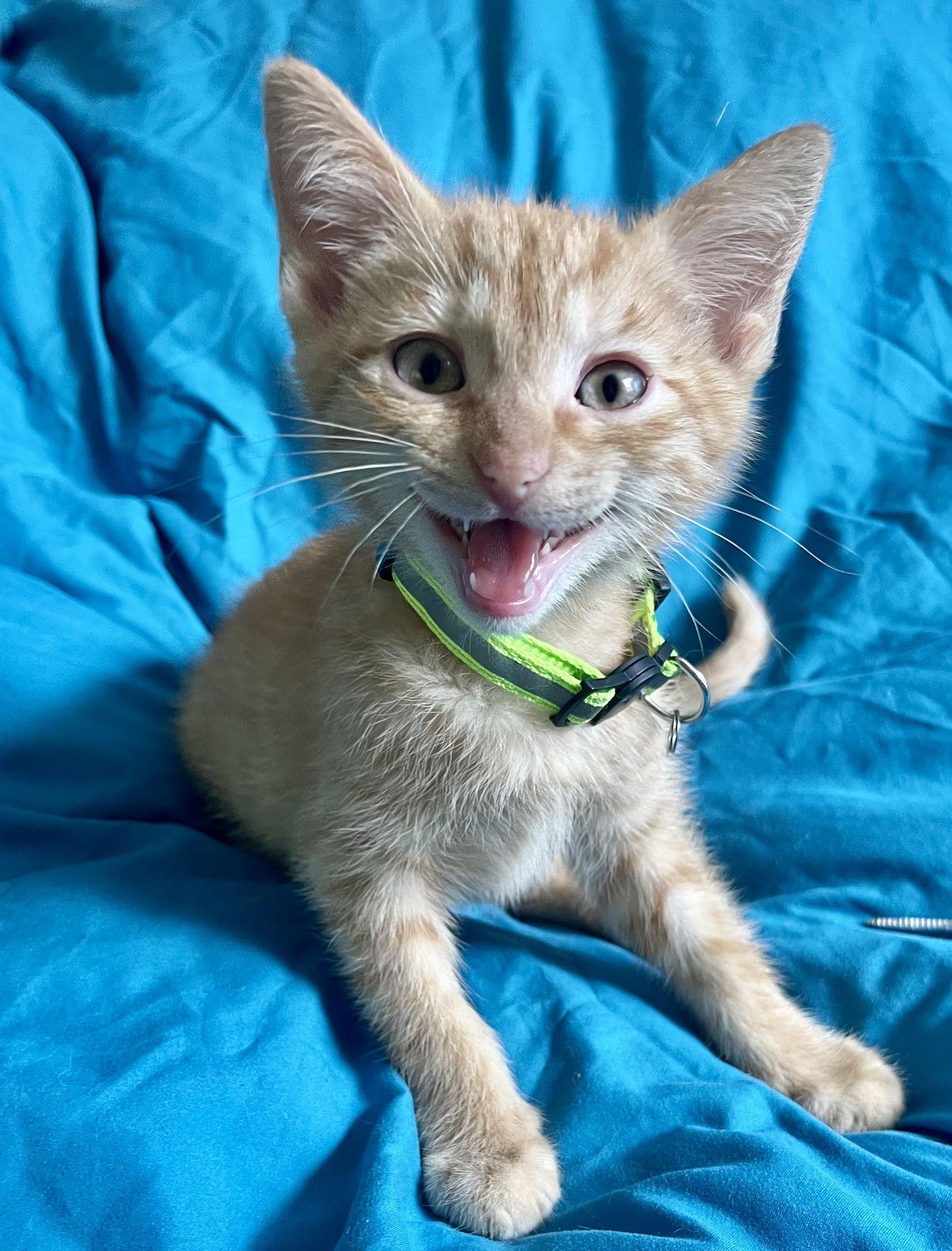 Enlarge Meeny, a Adoptable Tabby in Flint Hill, VA image 1/3