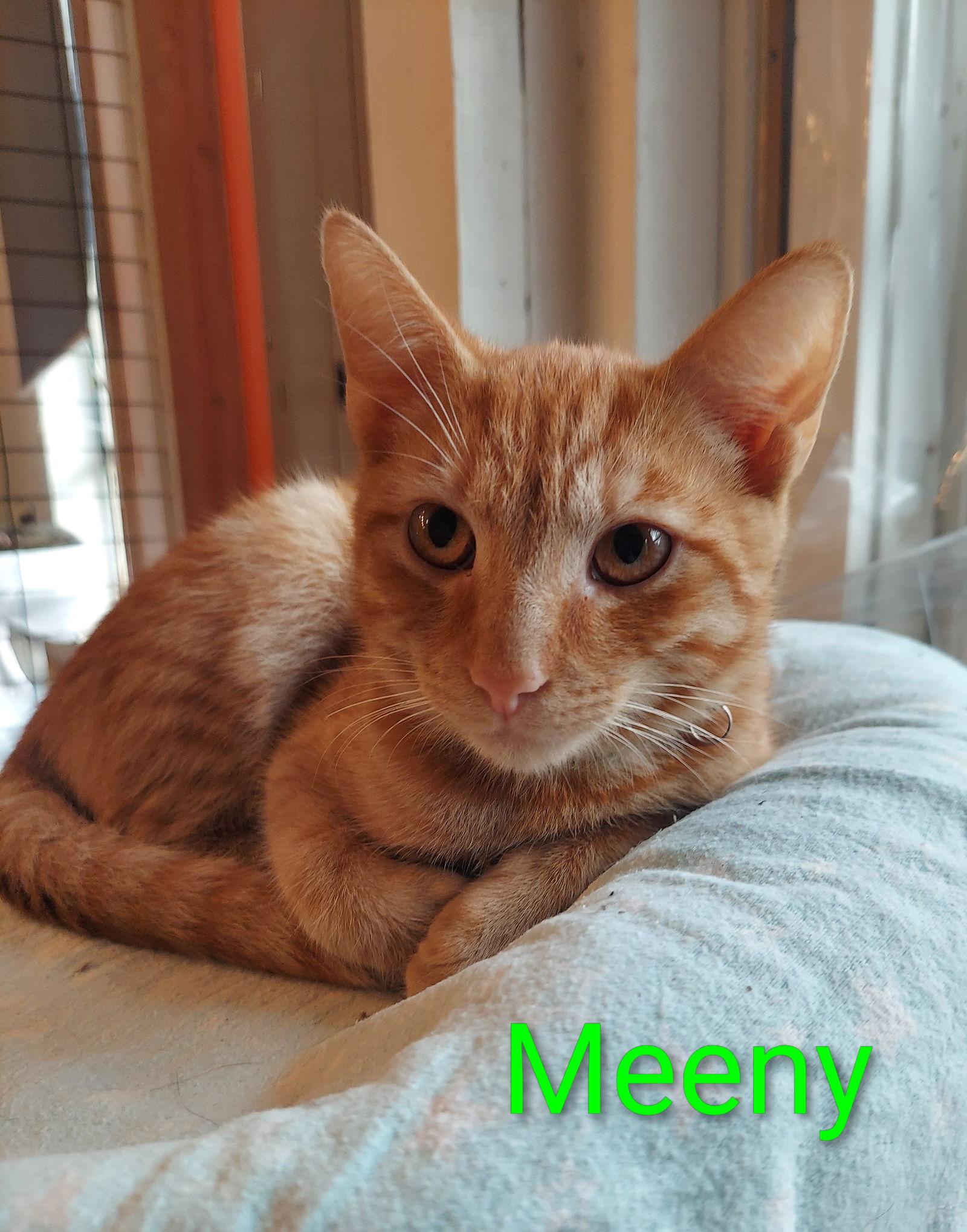 Enlarge Meeny, a Adoptable Tabby in Flint Hill, VA image 2/3