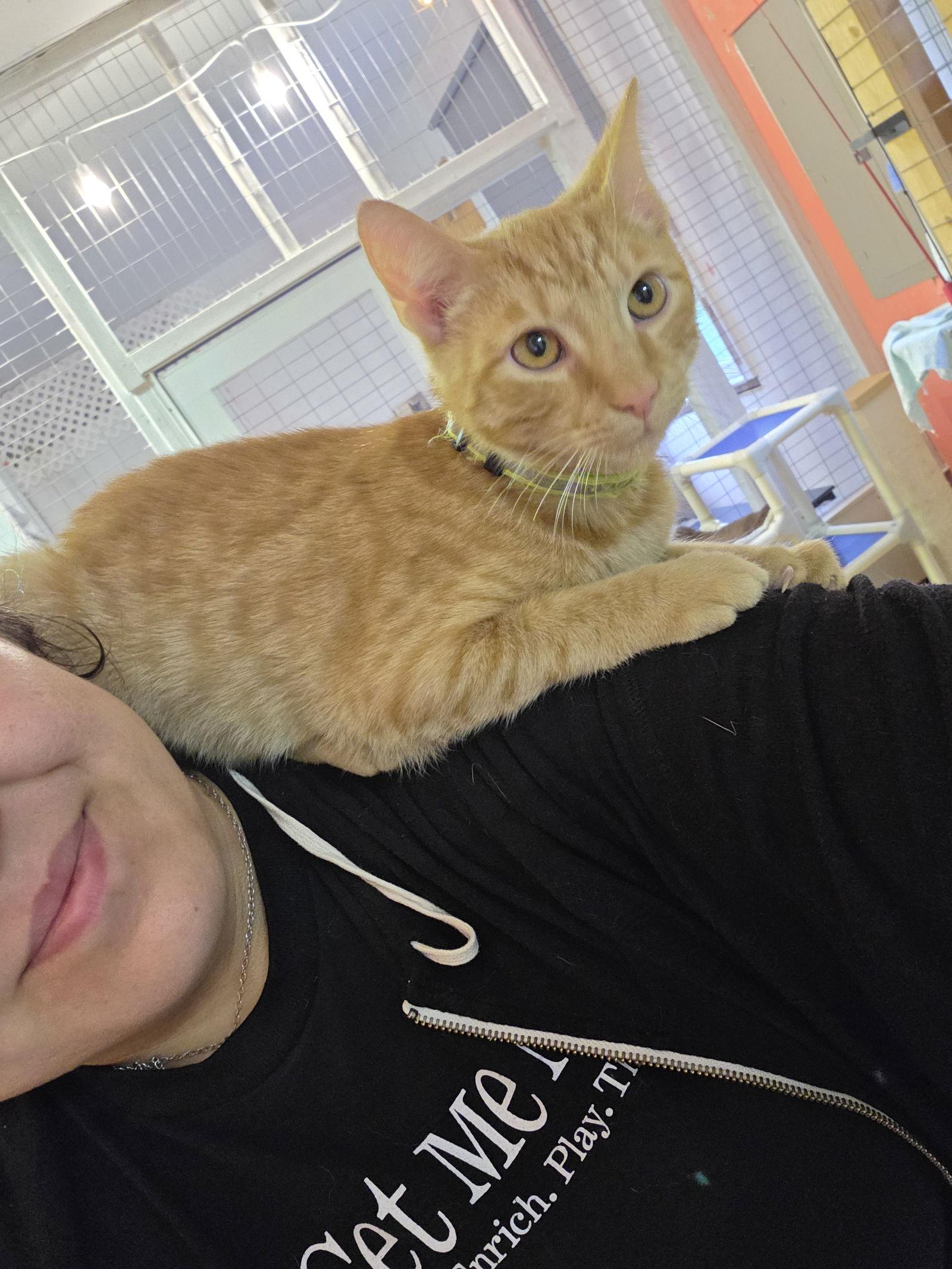 Enlarge Meeny, a Adoptable Tabby in Flint Hill, VA image 3/3