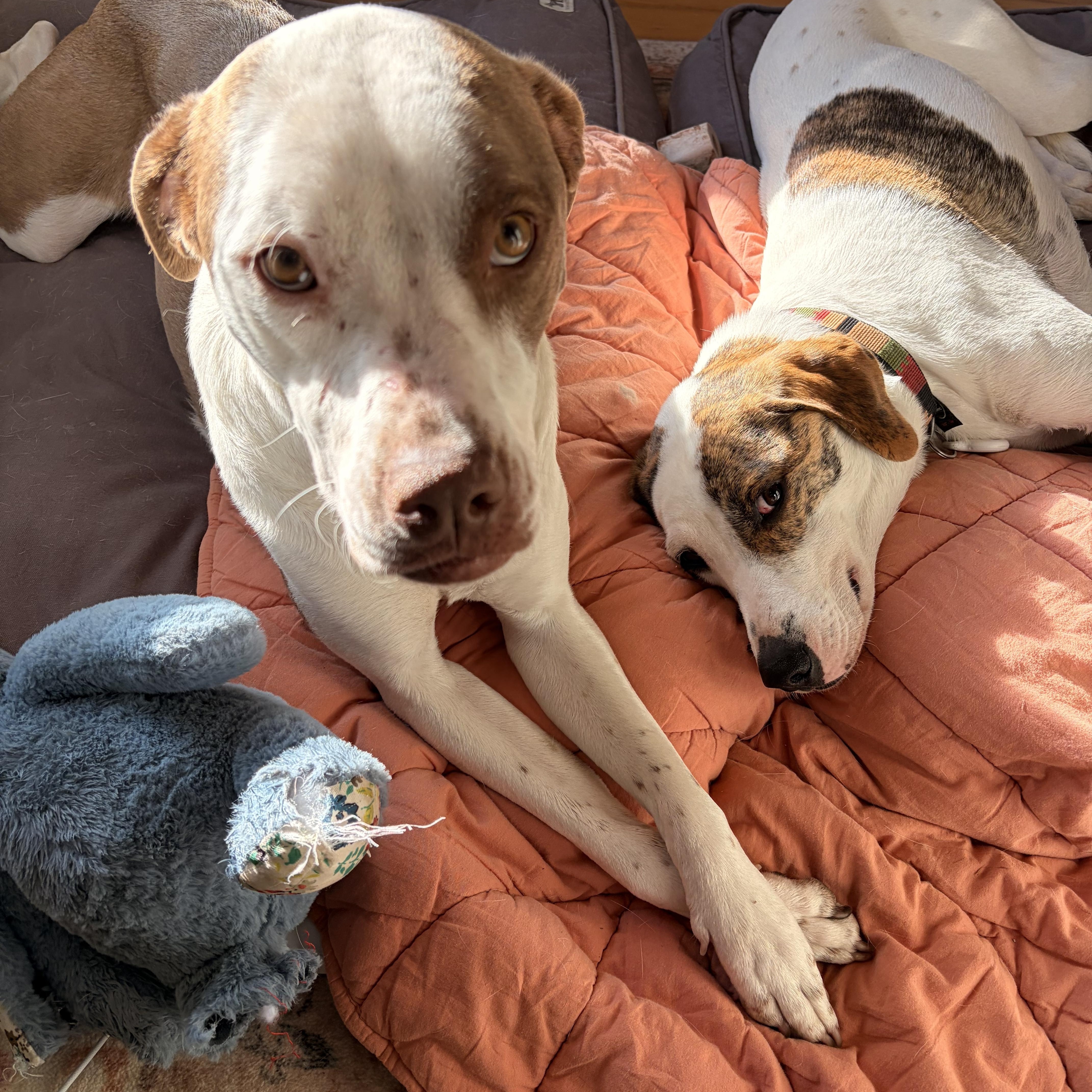 Uno, a Adoptable mixed breed in Melbourne, AR image 5/6