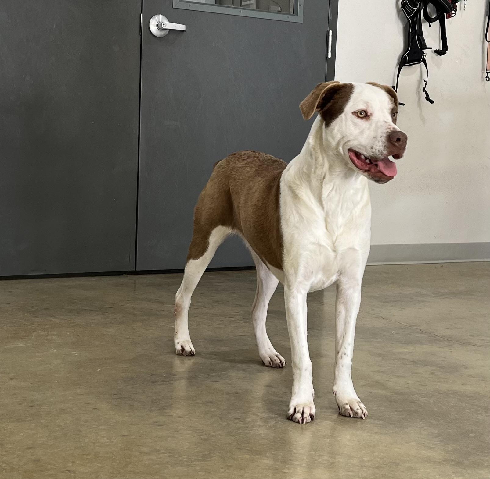 Uno, a Adoptable mixed breed in Melbourne, AR image 1/4