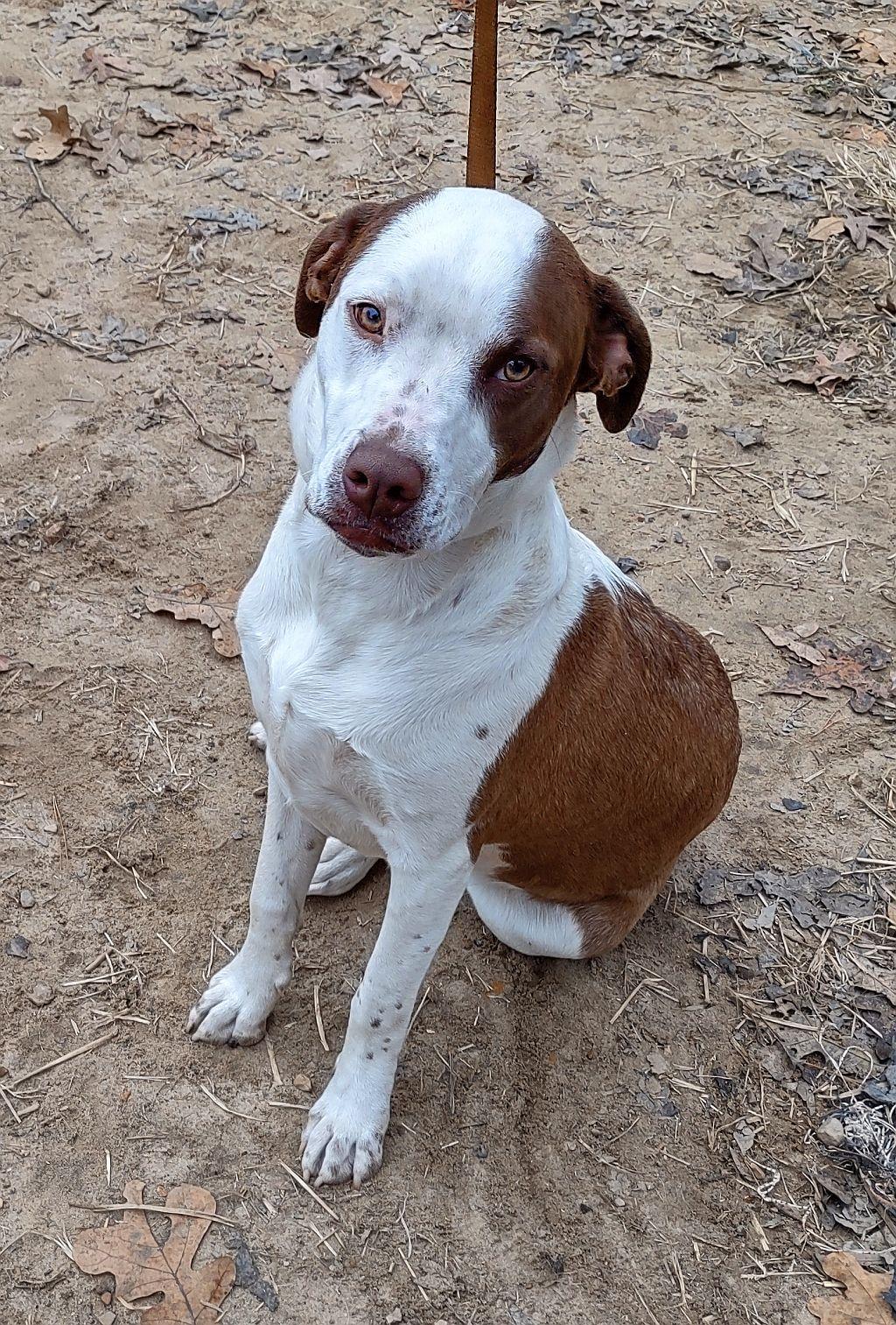 Uno, a Adoptable mixed breed in Melbourne, AR image 2/4