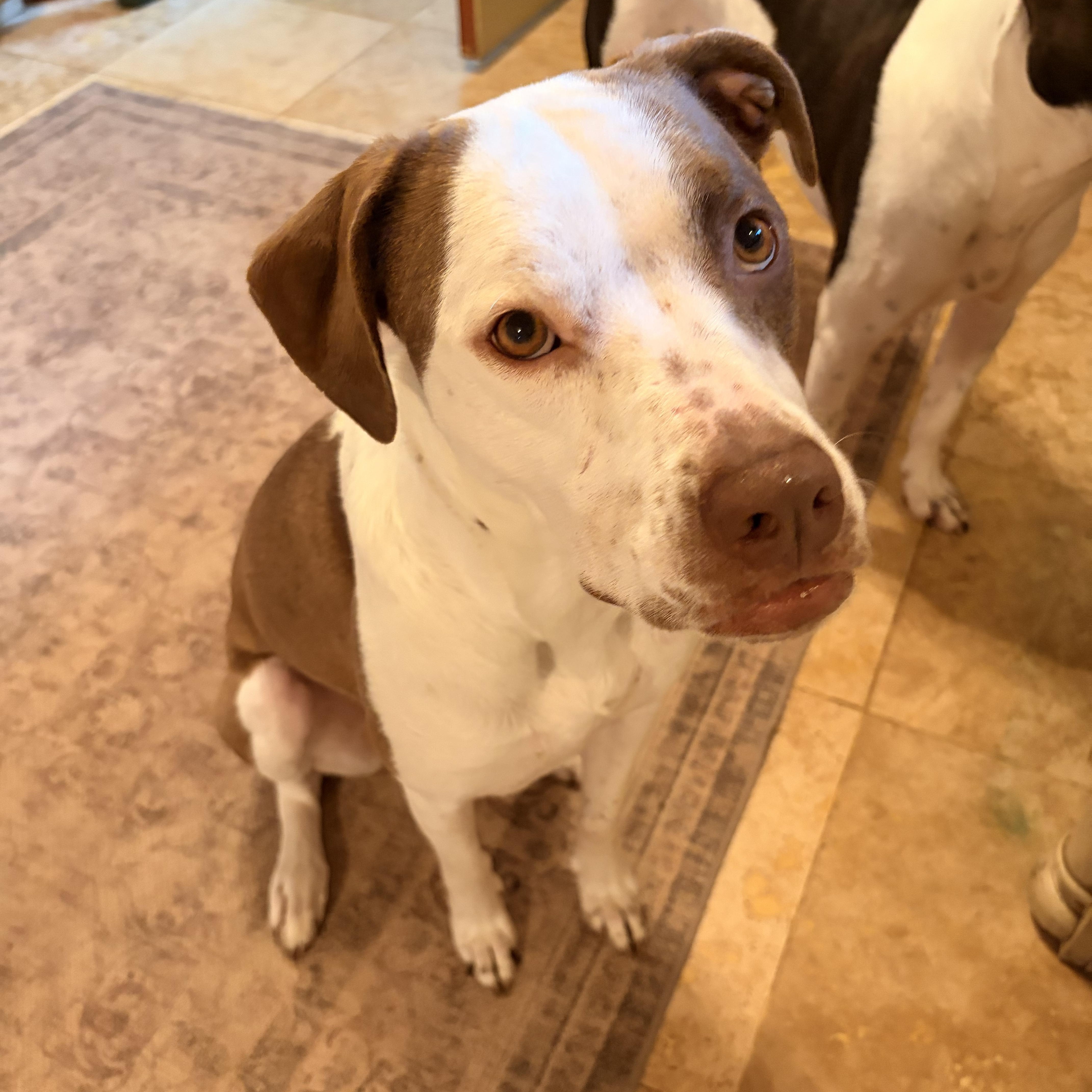 Uno, a Adoptable mixed breed in Melbourne, AR image 2/6