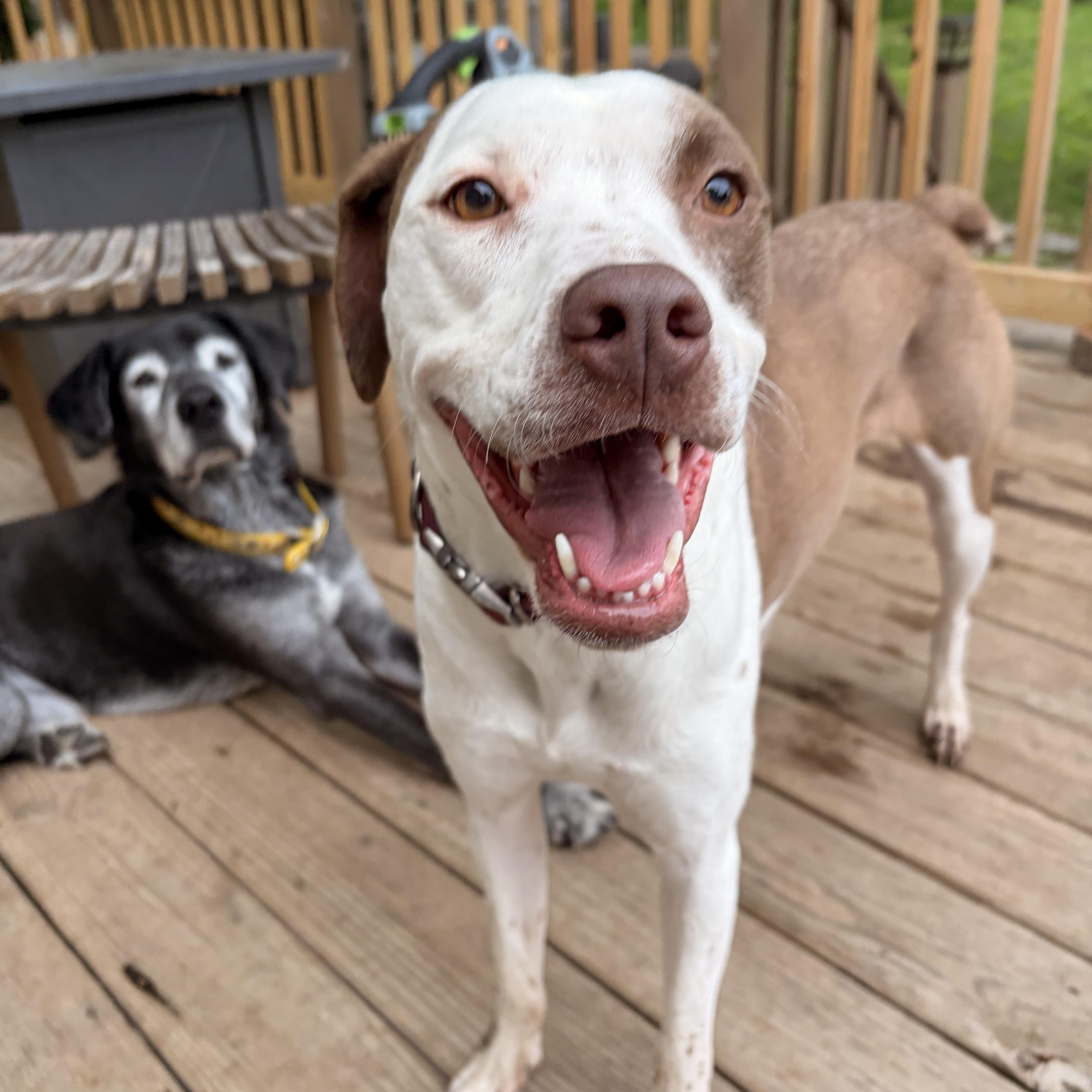 Uno, Adoptable, Young Female American Staffordshire Terrier & Australian Shepherd.