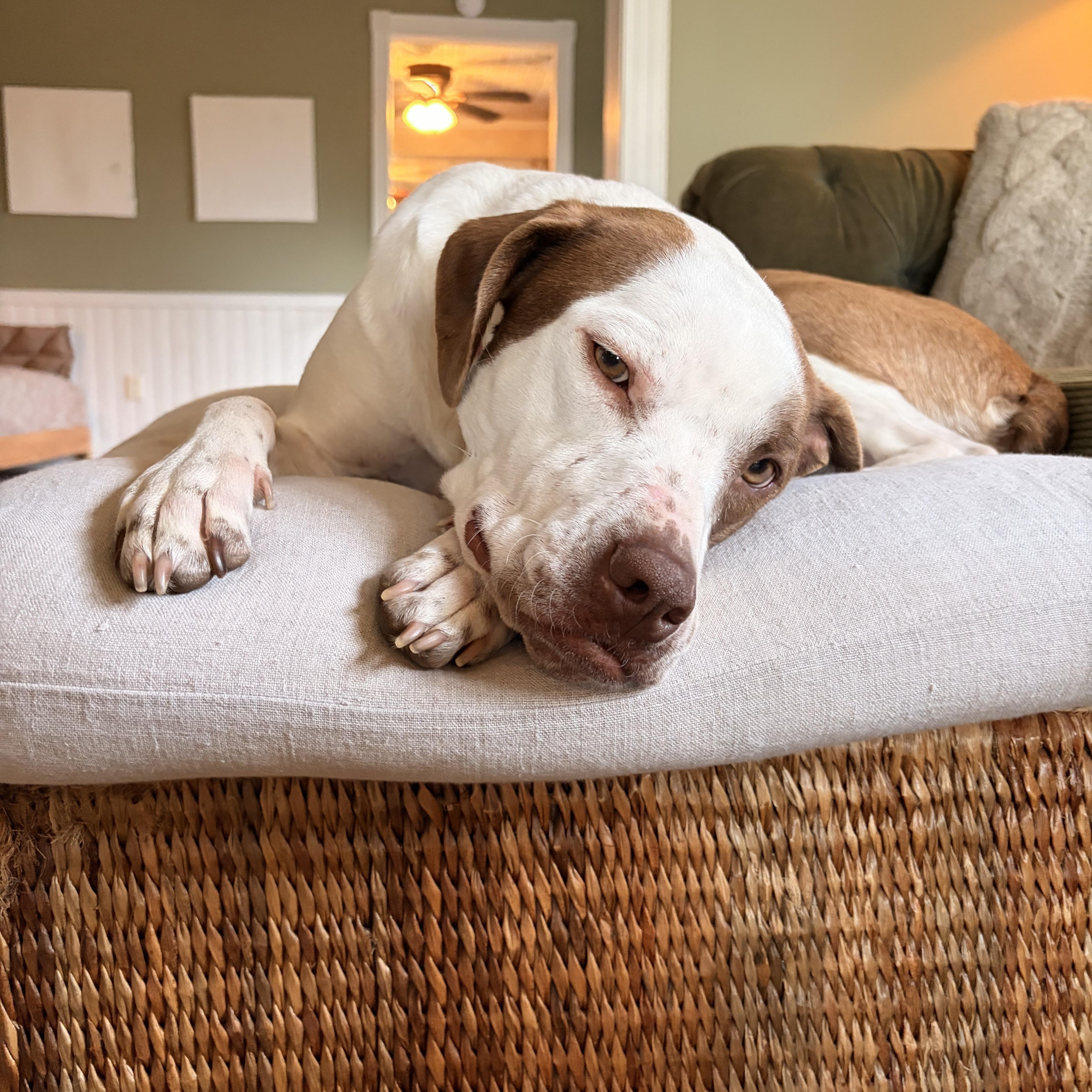 Uno, a Adoptable mixed breed in Melbourne, AR image 6/6