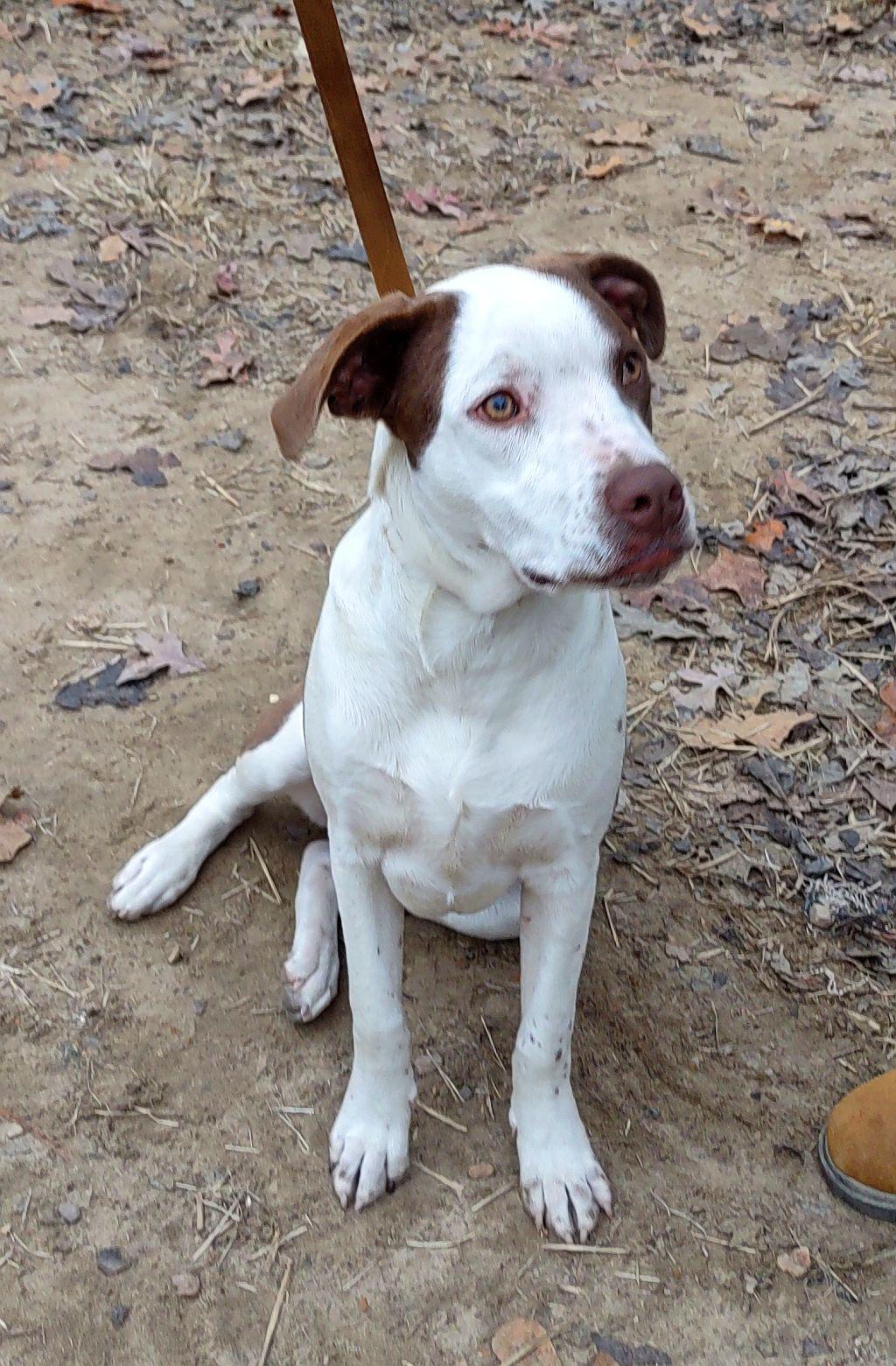 Uno, a Adoptable mixed breed in Melbourne, AR image 3/4