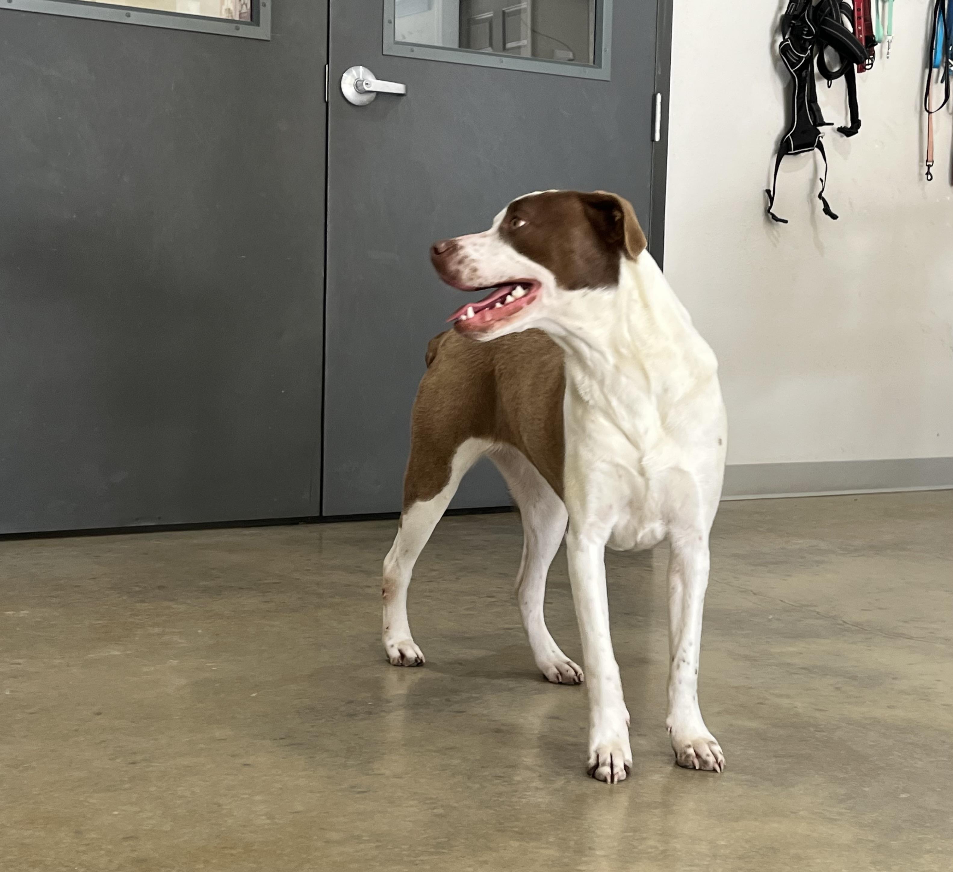 Uno, a Adoptable mixed breed in Melbourne, AR image 4/4