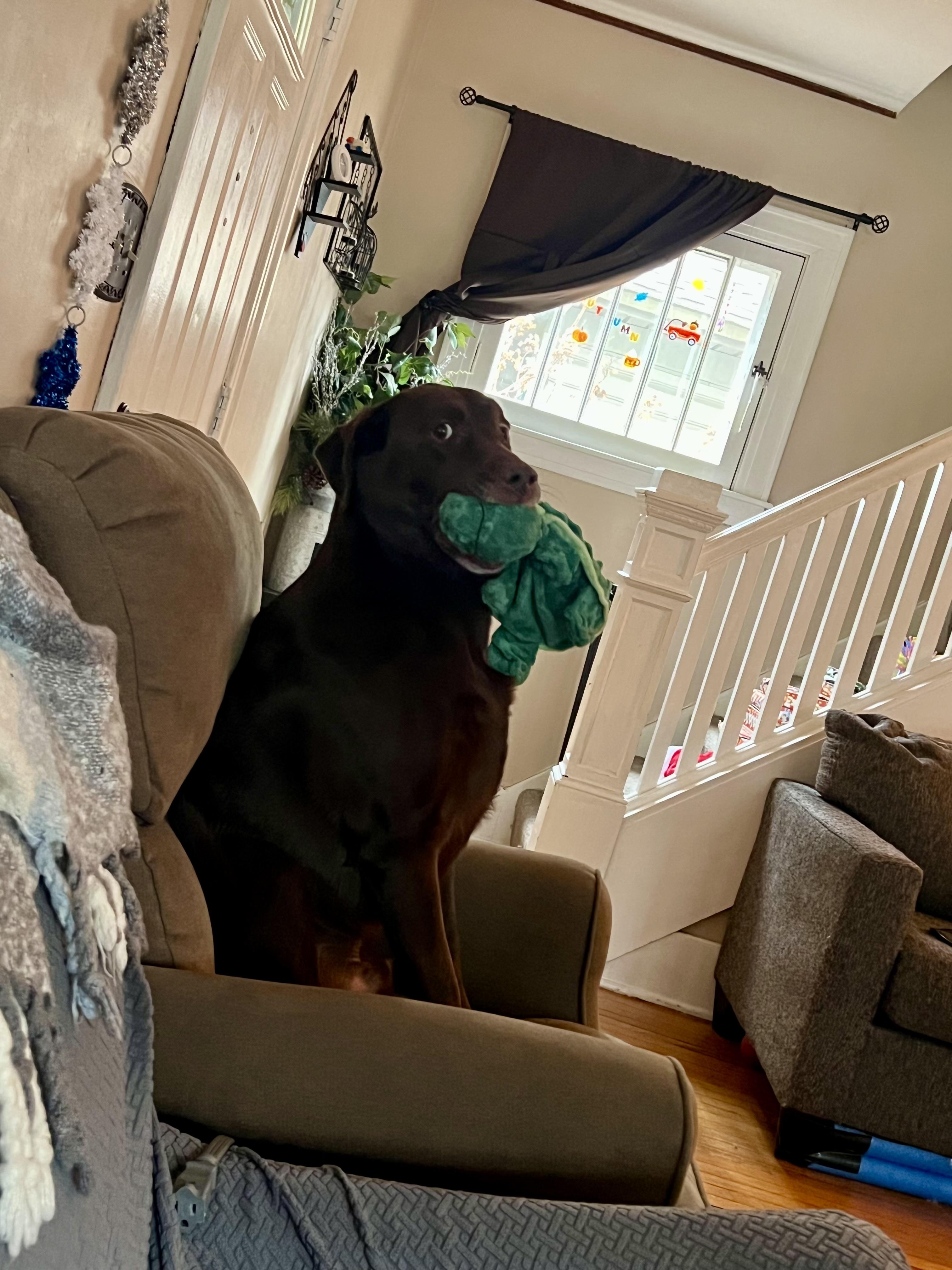 Enlarge Teddy, a ADOPTABLE Labrador Retriever in South Charleston, OH image 5/5