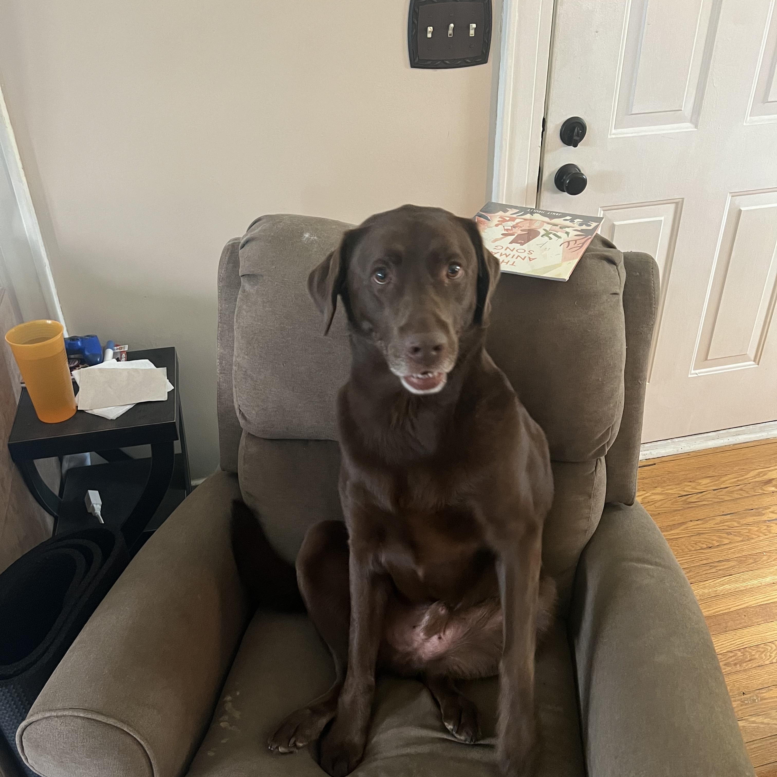 Enlarge Teddy, a ADOPTABLE Labrador Retriever in South Charleston, OH image 1/5