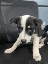 Enlarge Kara, a Adoptable mixed breed in Sullivan, IN image 1/2