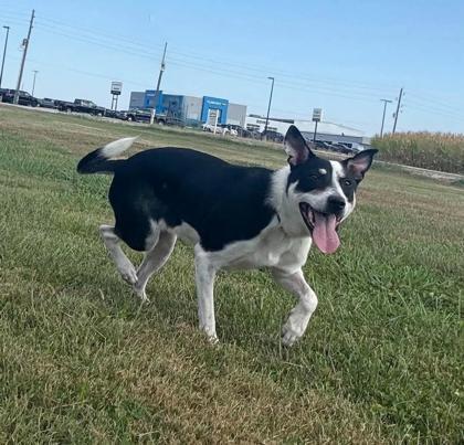 Enlarge Kara, a Adoptable mixed breed in Sullivan, IN image 2/2
