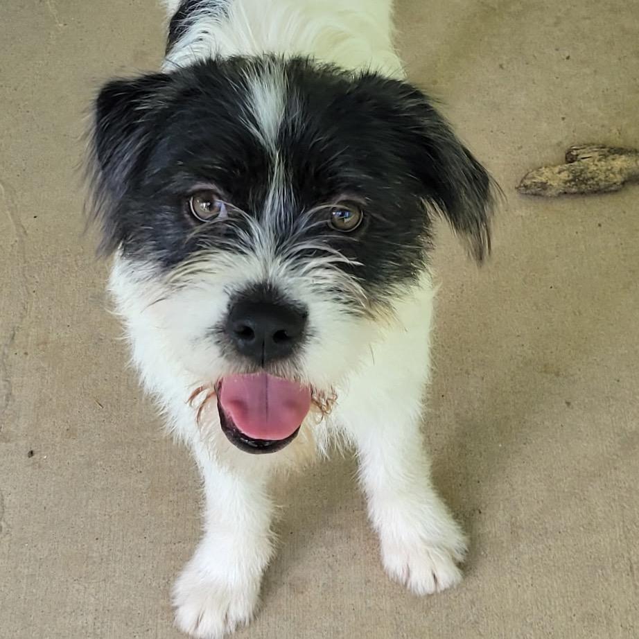 Pippa, Adoptable, Young Female Border Terrier.