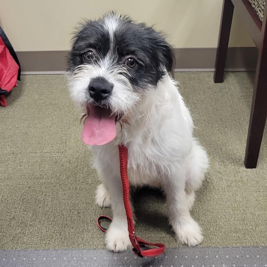 Enlarge Pippa, a Adoptable Border Terrier in Little Rock, AR image 2/6