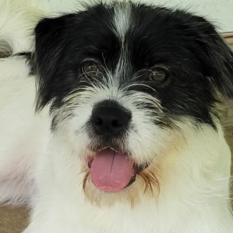Enlarge Pippa, a Adoptable Border Terrier in Little Rock, AR image 3/6