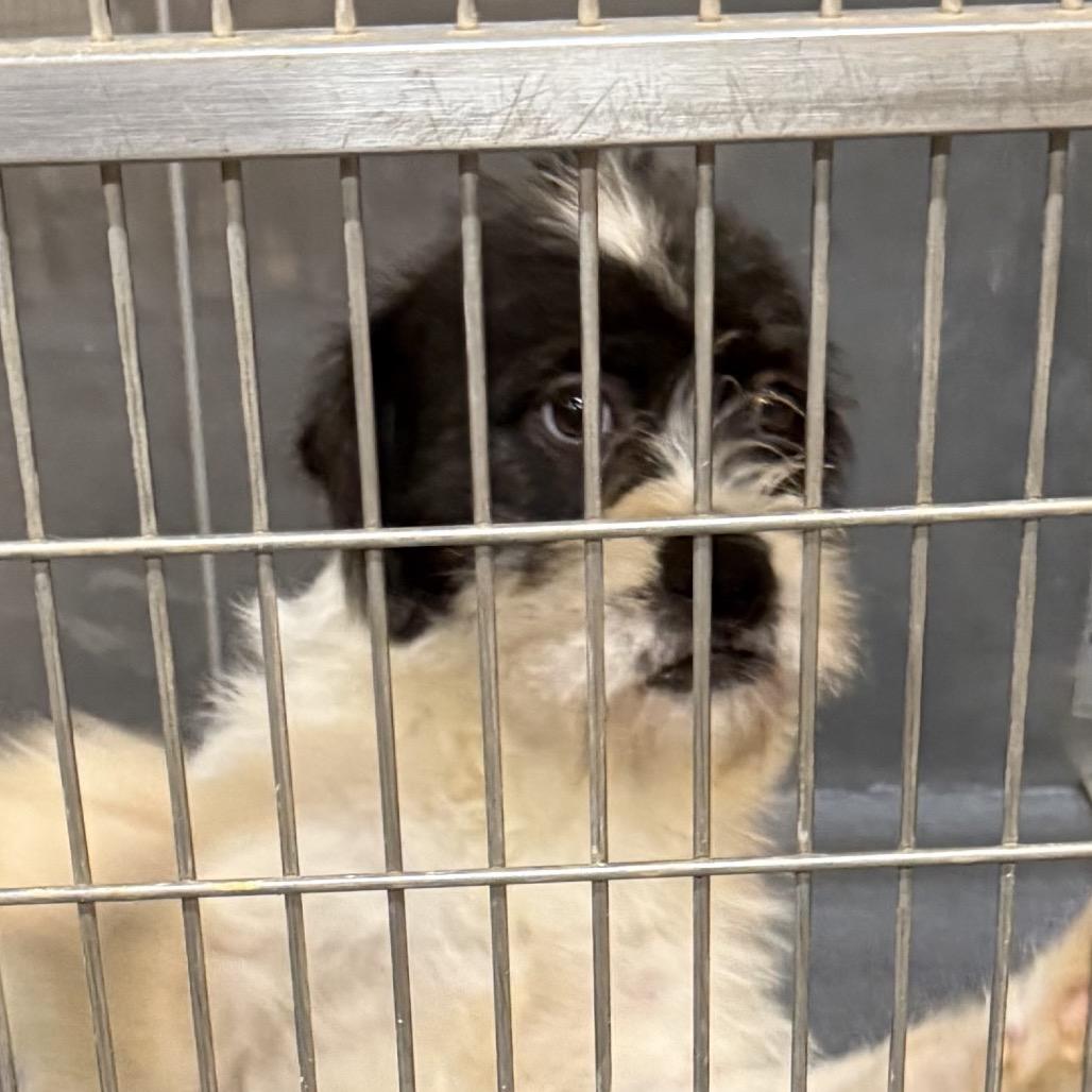Enlarge Pippa, a Adoptable Border Terrier in Little Rock, AR image 6/6