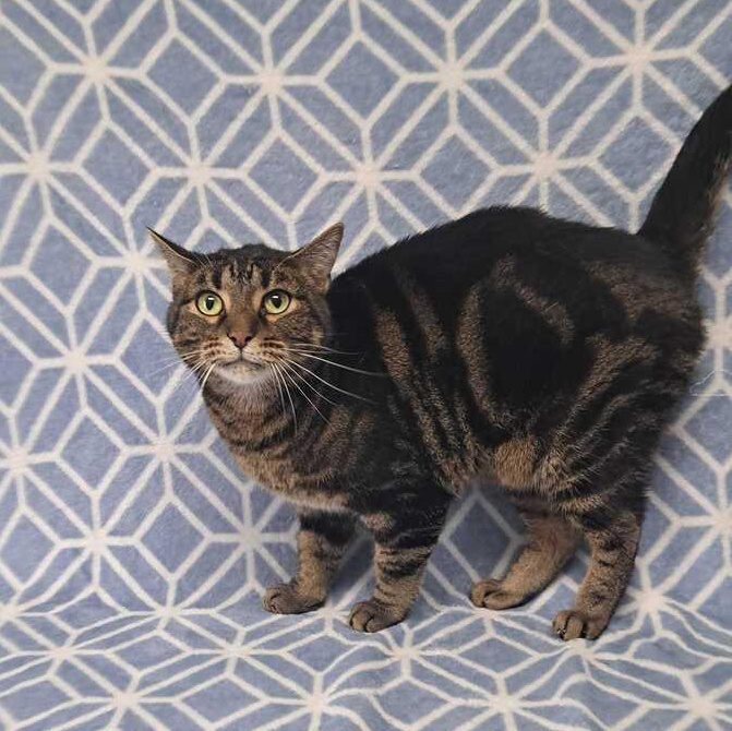 Enlarge Marco, a Adoptable Domestic Short Hair in Valdosta, GA image 2/2