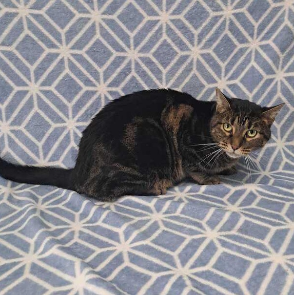 Marco, Adoptable, Young Male Domestic Short Hair.