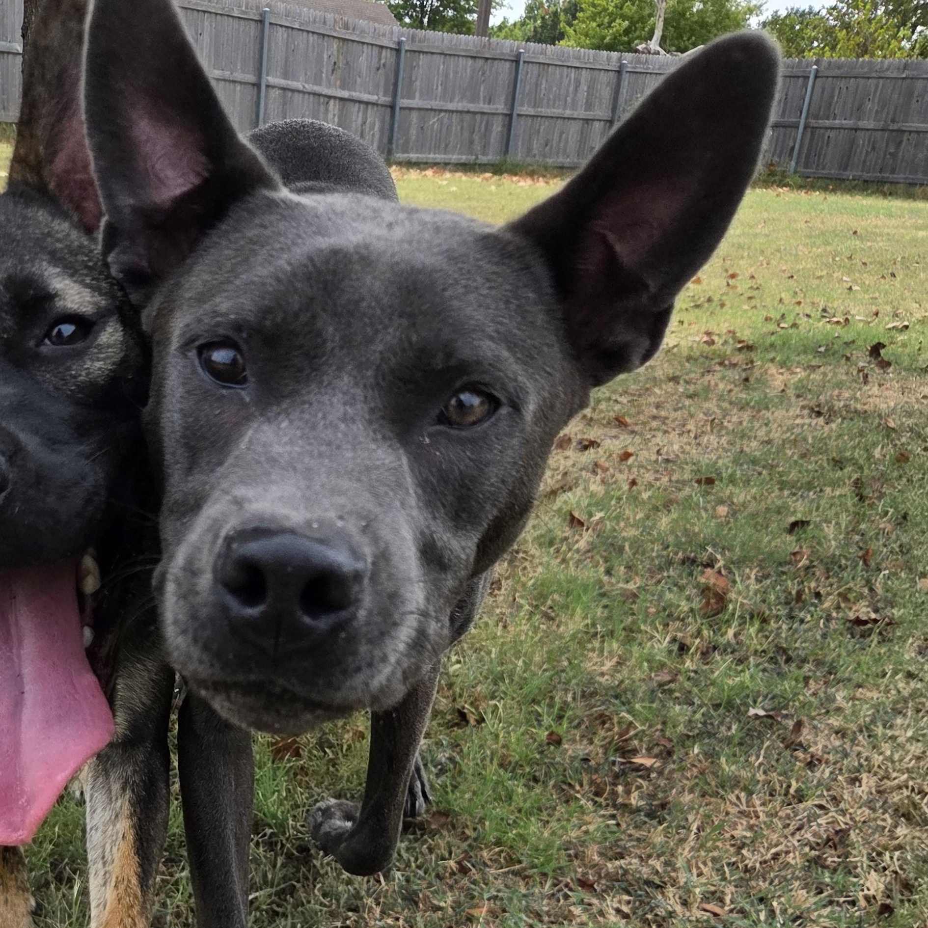 Enlarge Kyle, a Adoptable mixed breed in Owasso, OK image 2/4