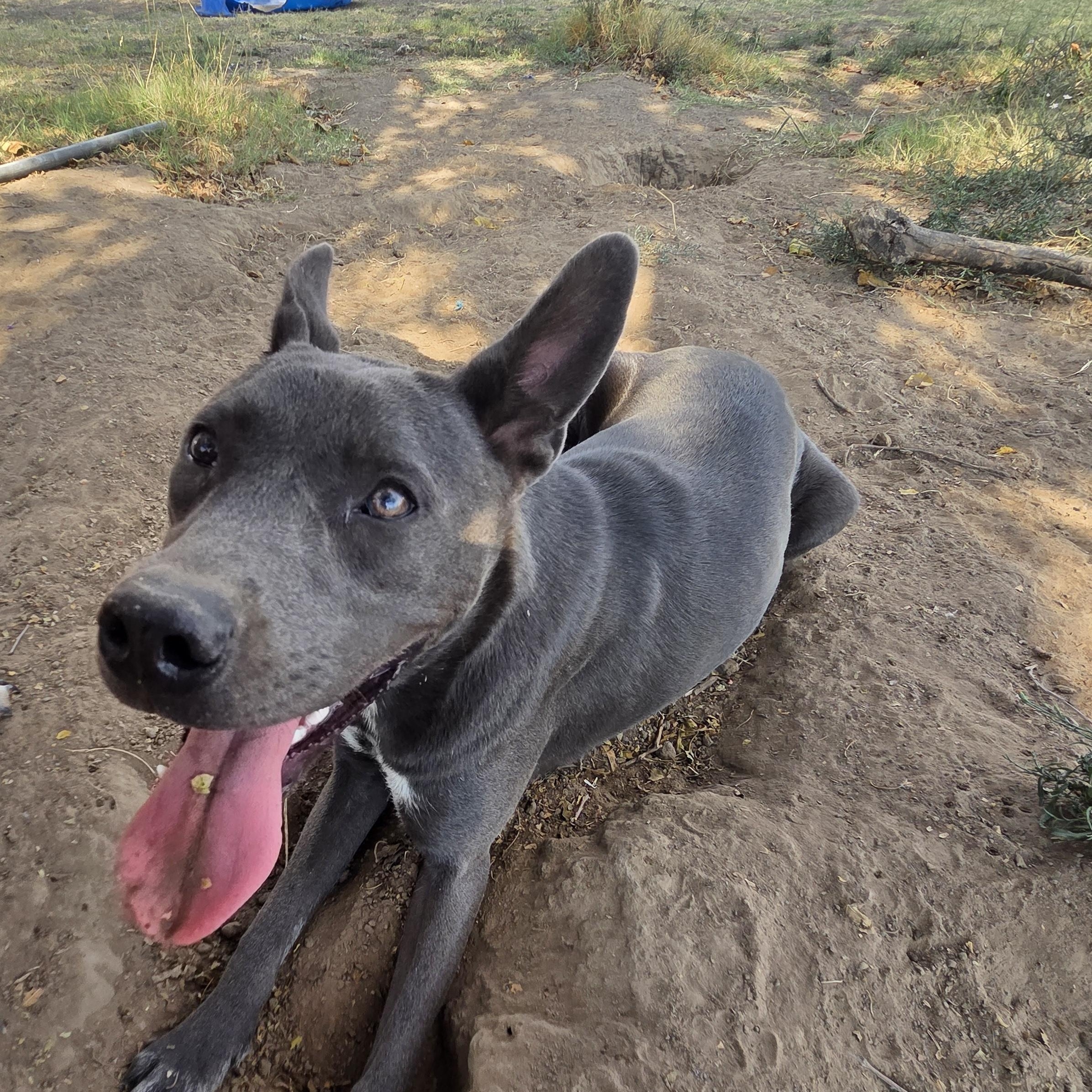 Kyle, Adoptable, Young Male Black Mouth Cur & Catahoula Leopard Dog.