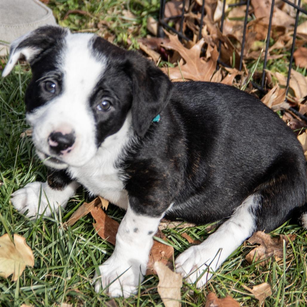 Ethel, a Adoptable mixed breed in Wichita, KS image 1/6