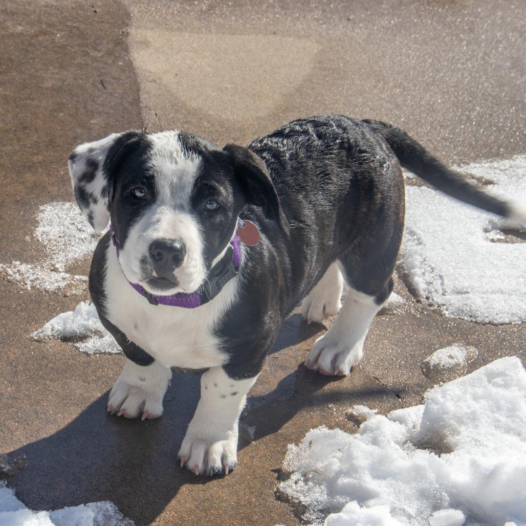 Ethel, Adoptable, Puppy Female Basset Hound & Pit Bull Terrier.