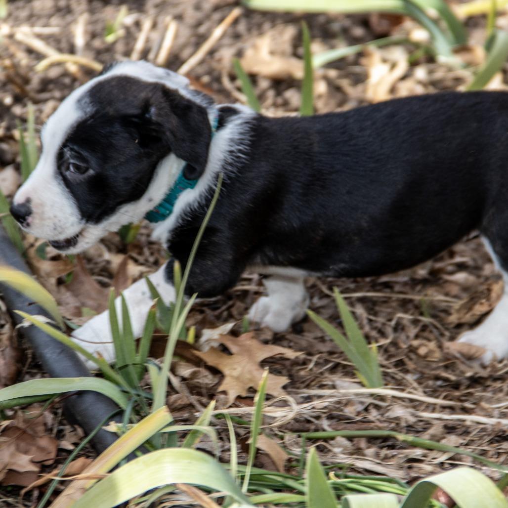 Ethel, a Adoptable mixed breed in Wichita, KS image 2/6