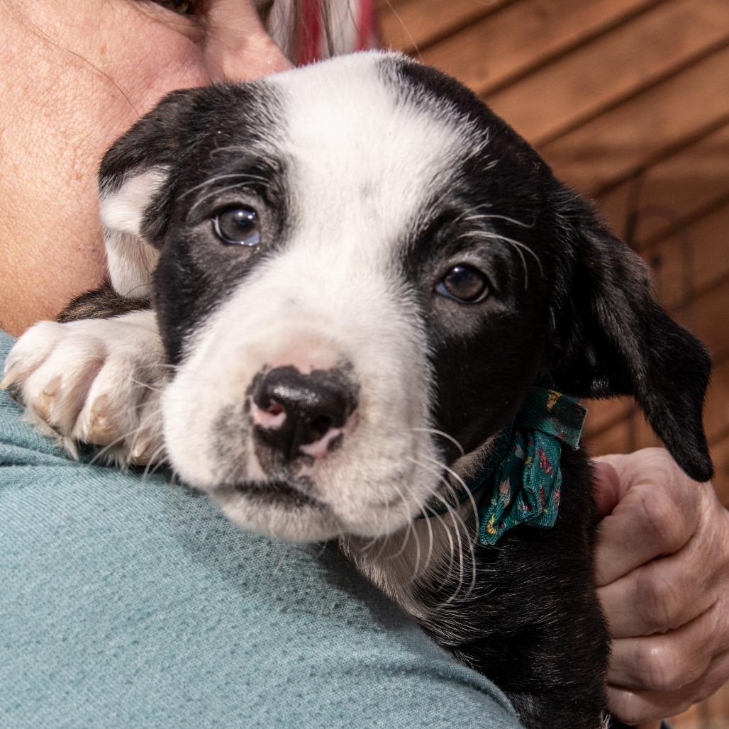 Ethel, a Adoptable mixed breed in Wichita, KS image 3/6