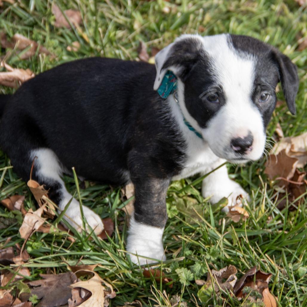 Ethel, a Adoptable mixed breed in Wichita, KS image 4/6