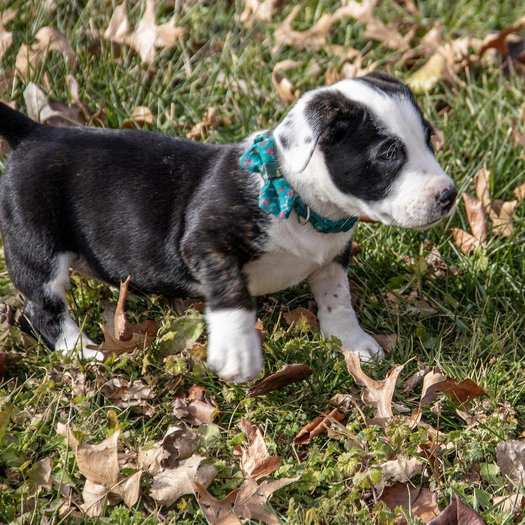 Ethel, a Adoptable mixed breed in Wichita, KS image 5/6