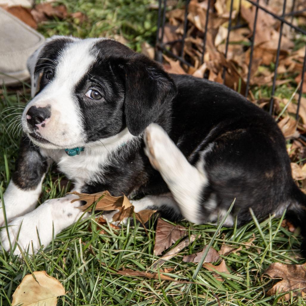 Ethel, a Adoptable mixed breed in Wichita, KS image 6/6