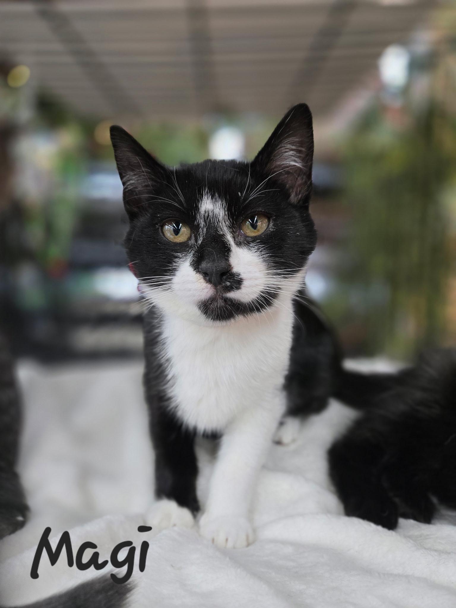 Enlarge Magi, a ADOPTABLE Domestic Short Hair in Chilliwack, BC image 1/1